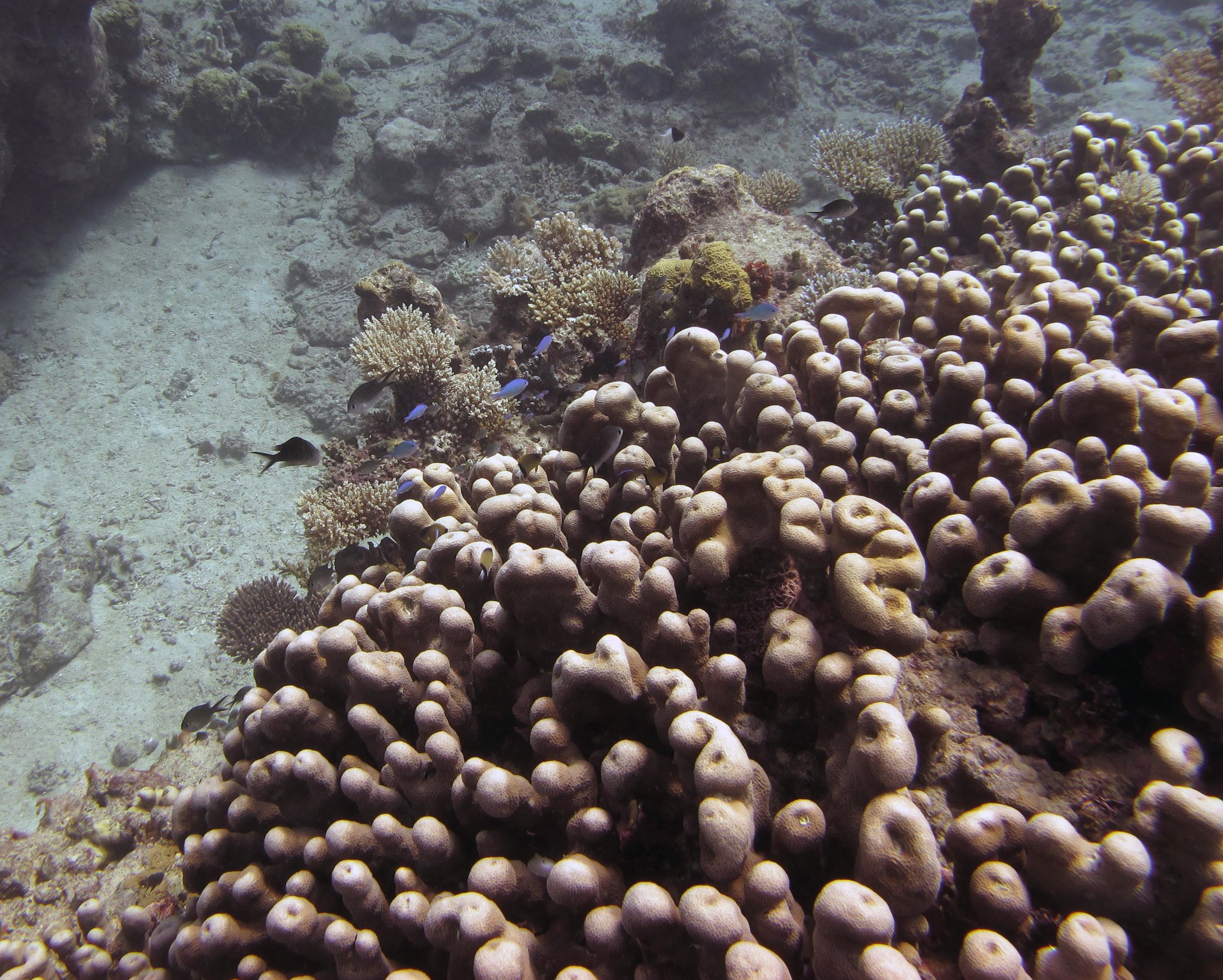 unknown coral.jpg