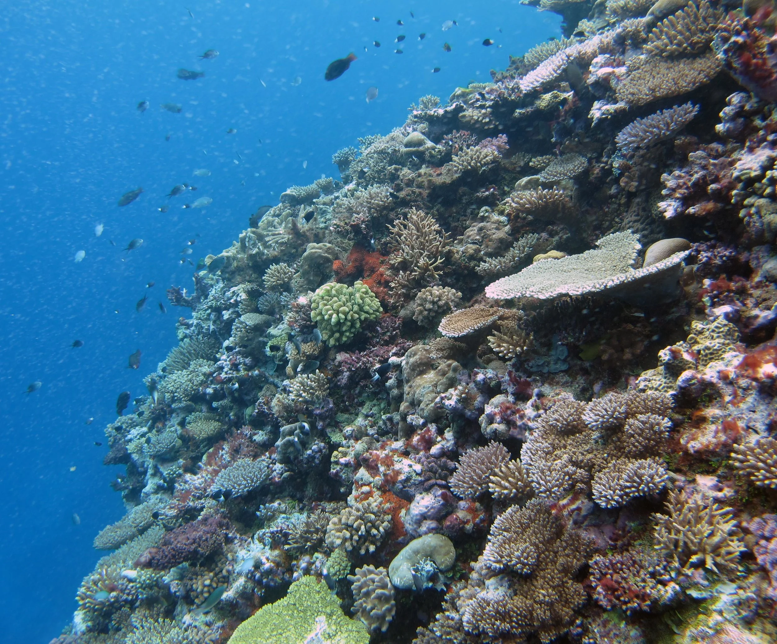 100% coral cover.jpg