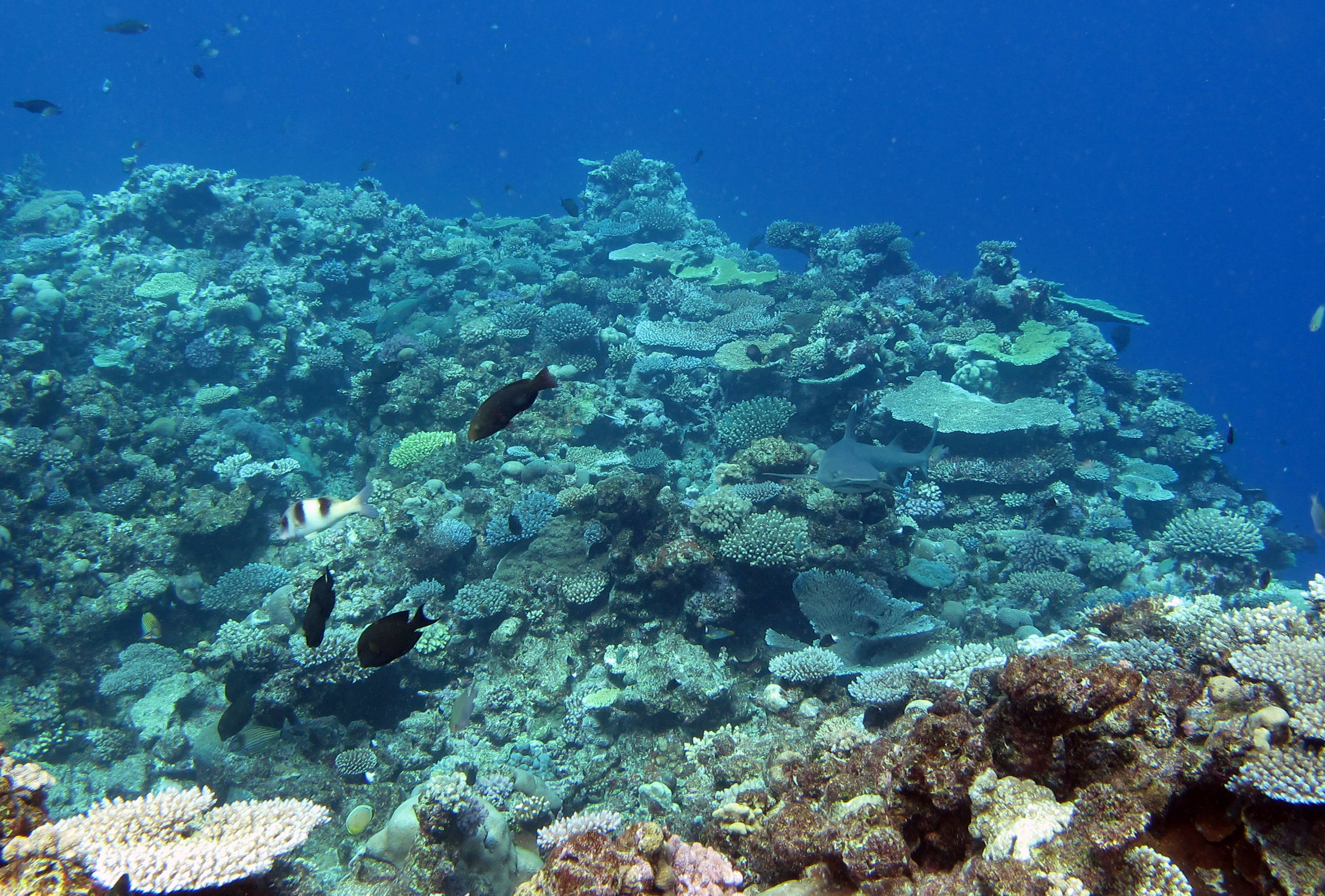 first dive at Vanua Balavu.jpg