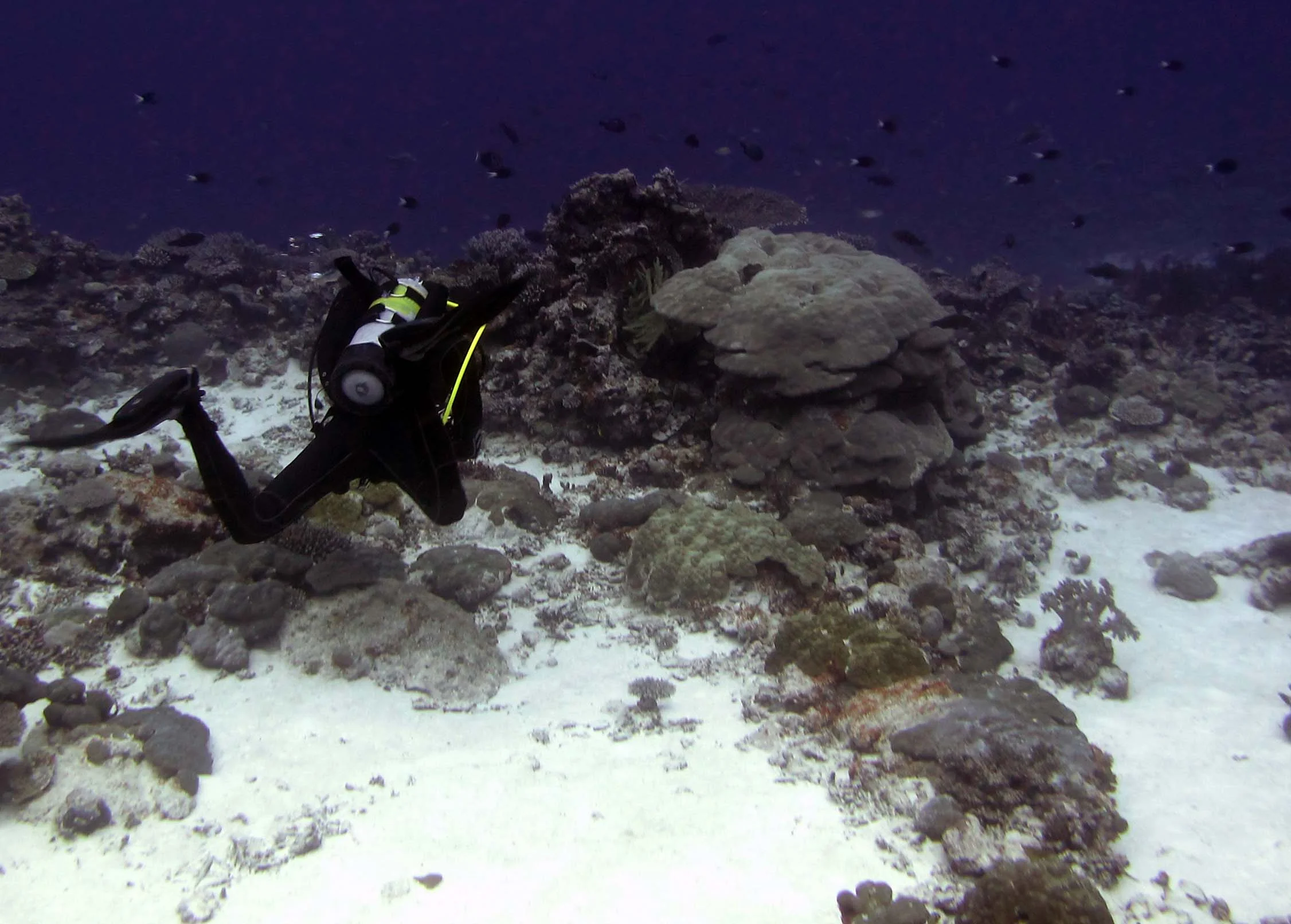 strong current dive.jpg