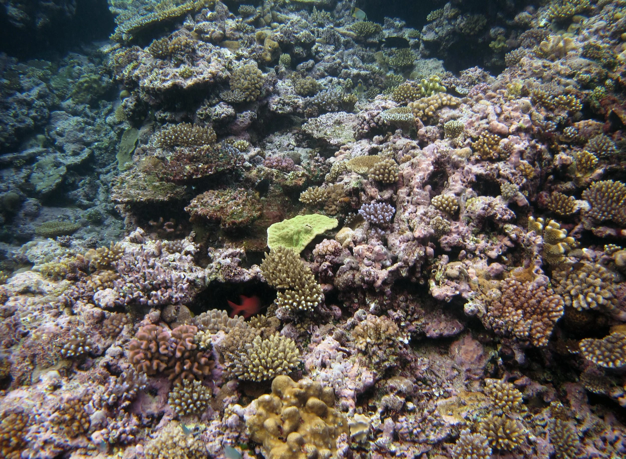 CCA and corals.jpg