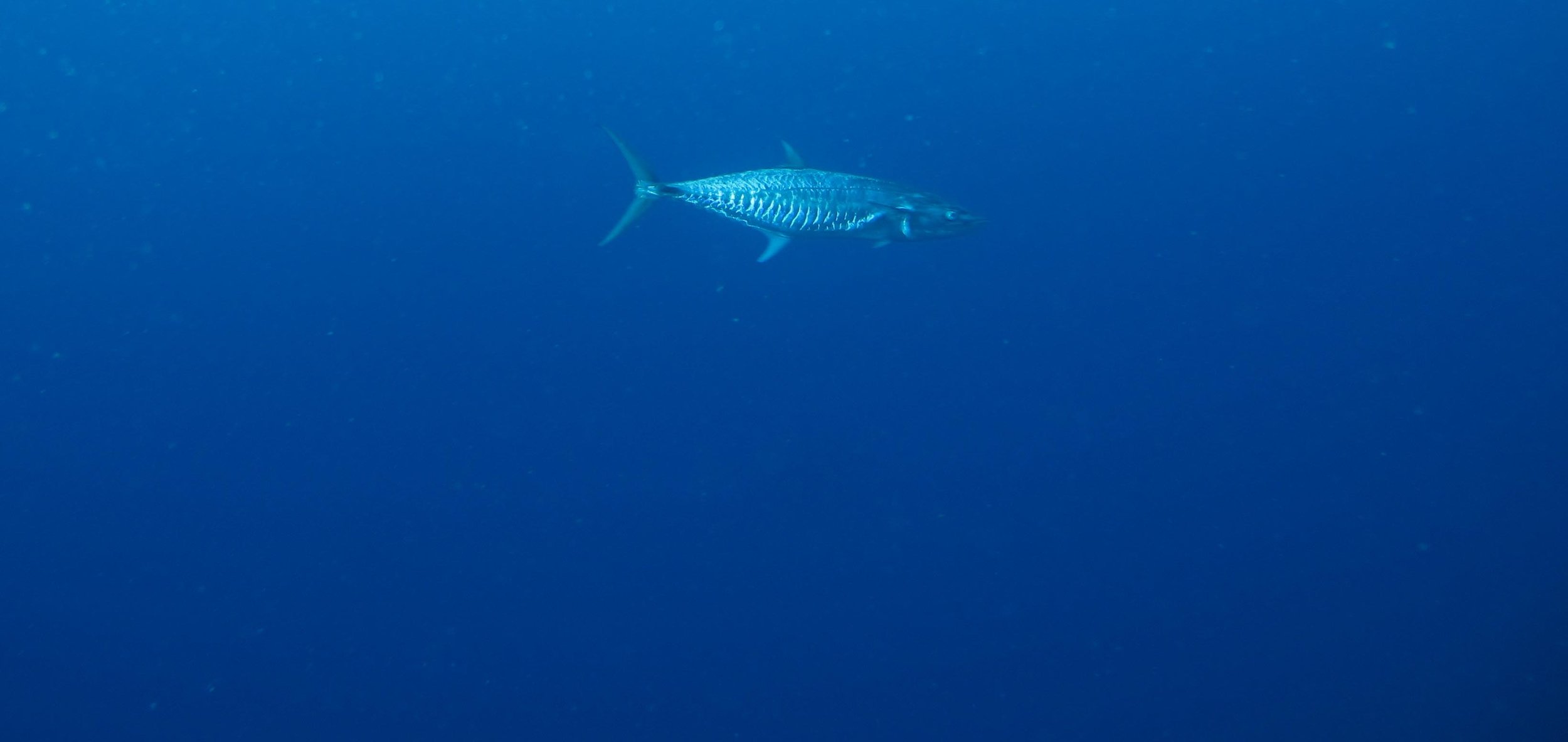 dogfish tuna.jpg