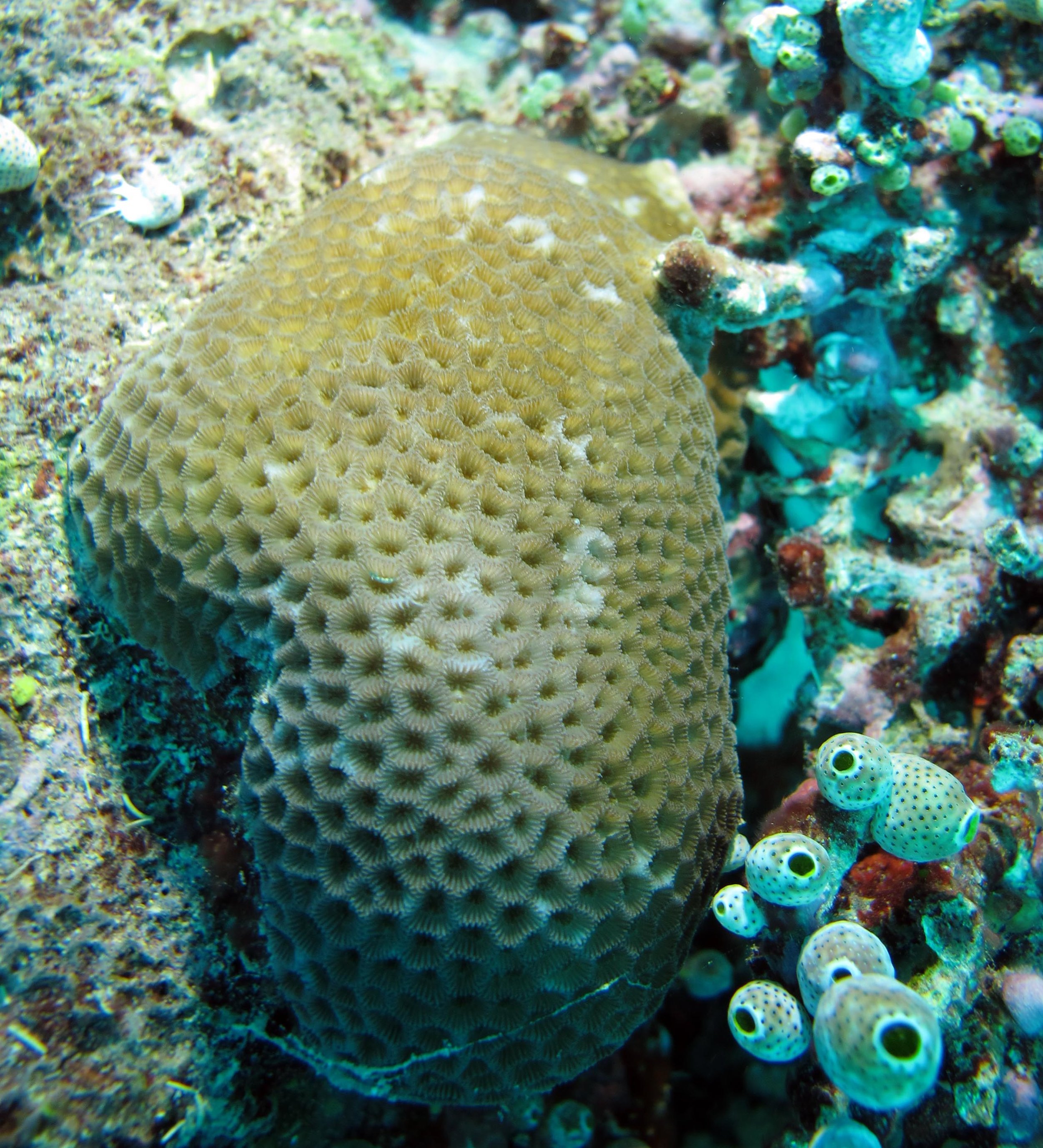 mystery coral.jpg