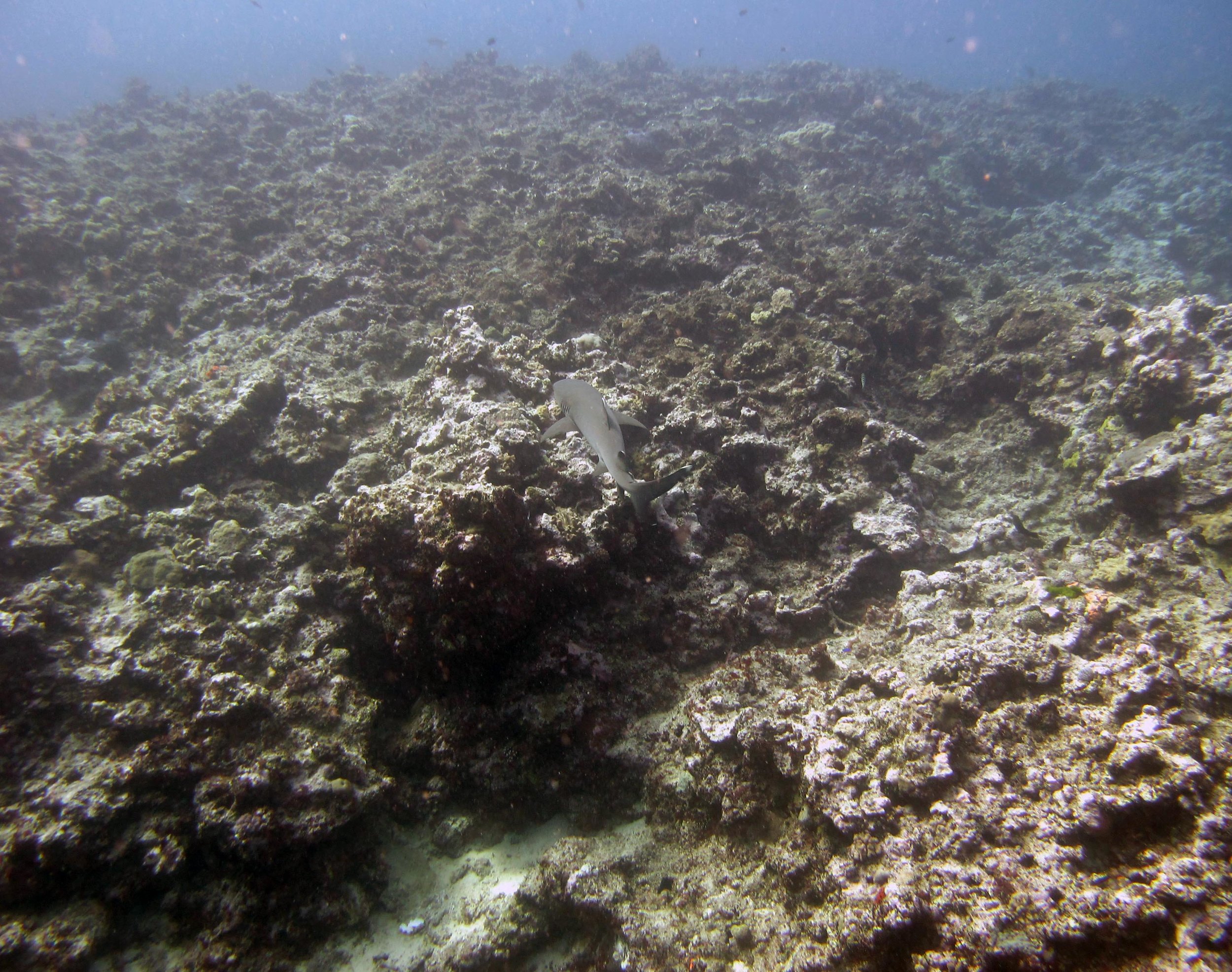 white tip at FJVB61.jpg