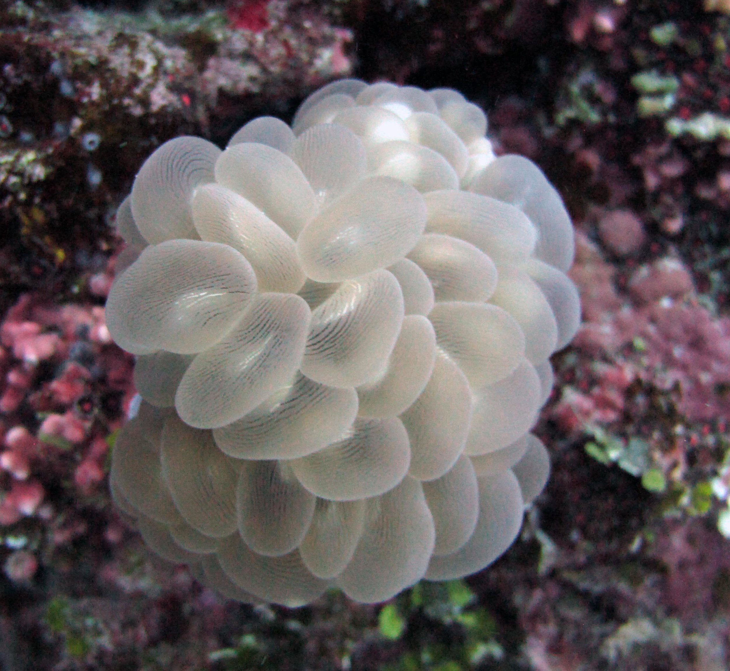 beautiful bubble coral.jpg