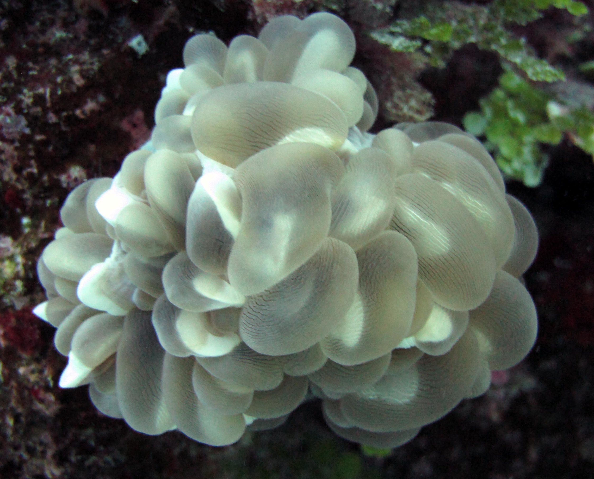 bubble coral.jpg