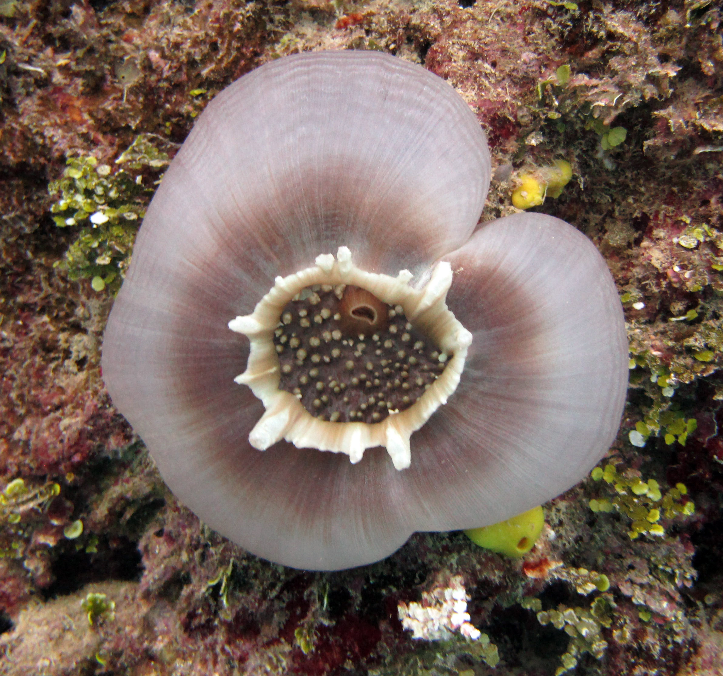 cool anemone.jpg