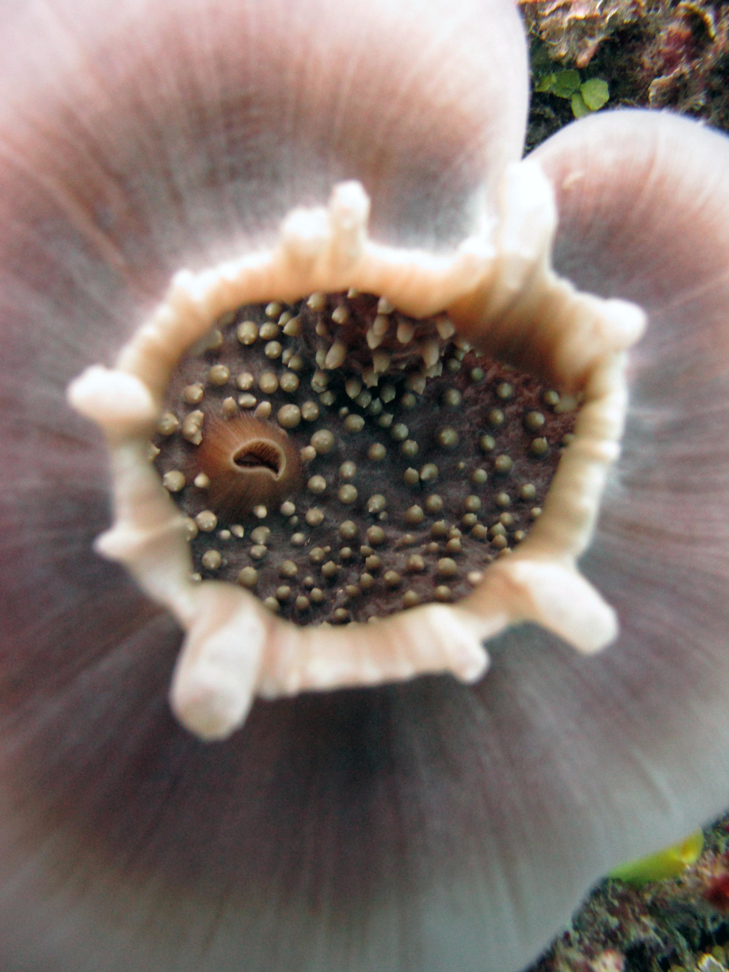inside the anemone.jpg