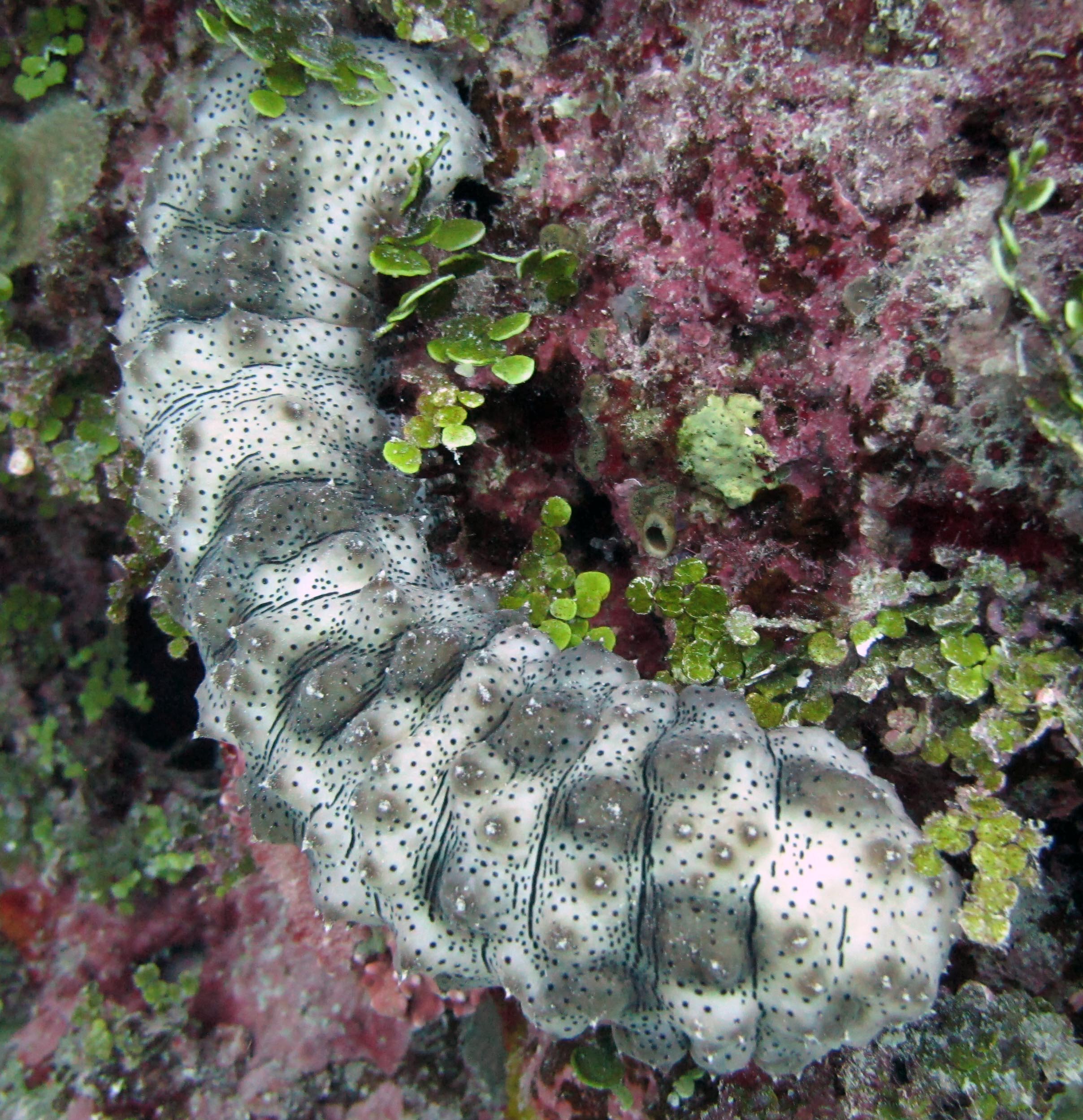 sea cucumber.jpg