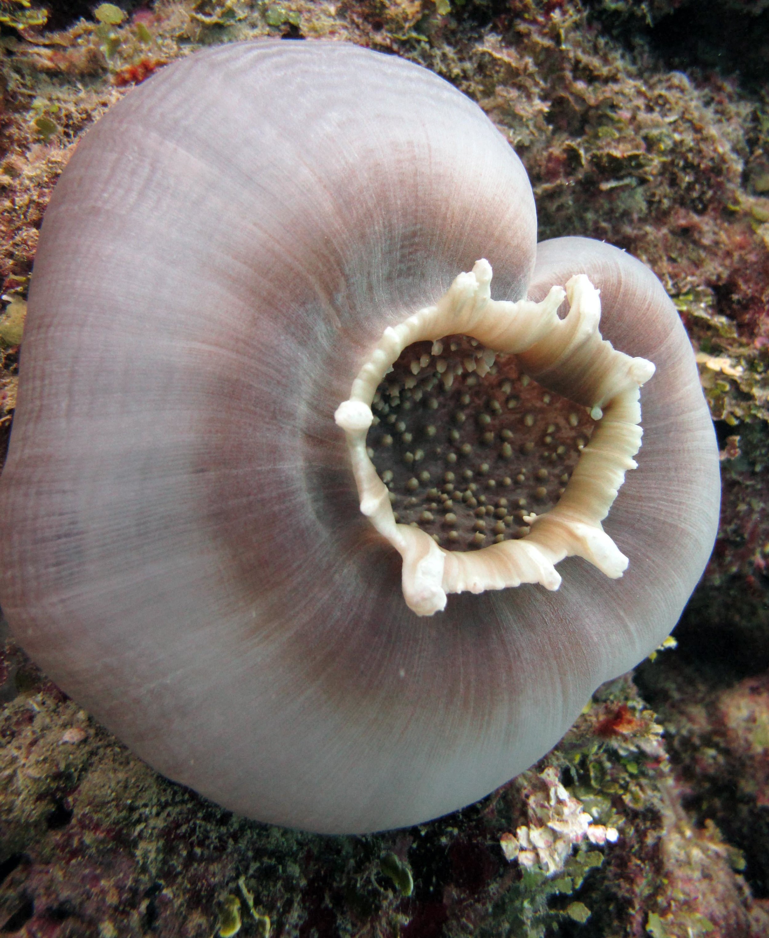 shy anemone.jpg