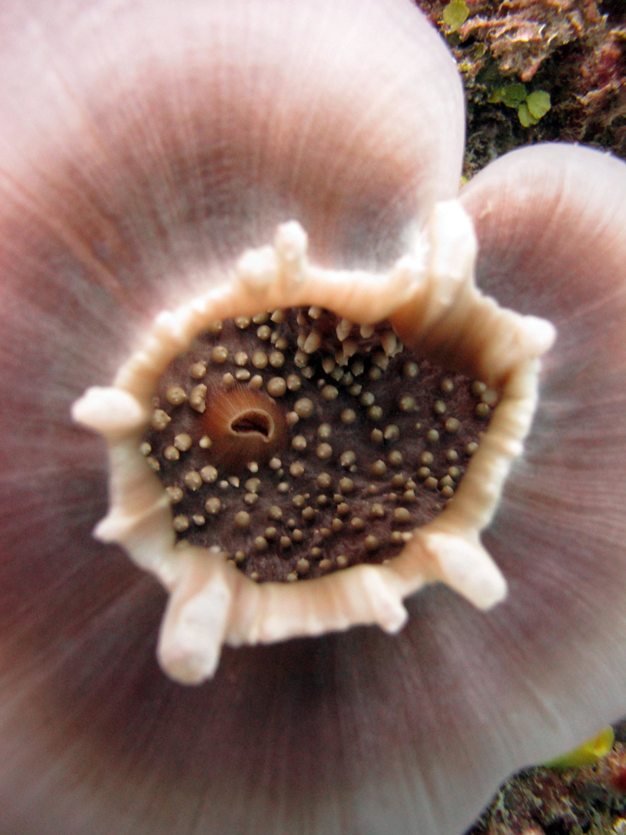 weird anemone.jpg