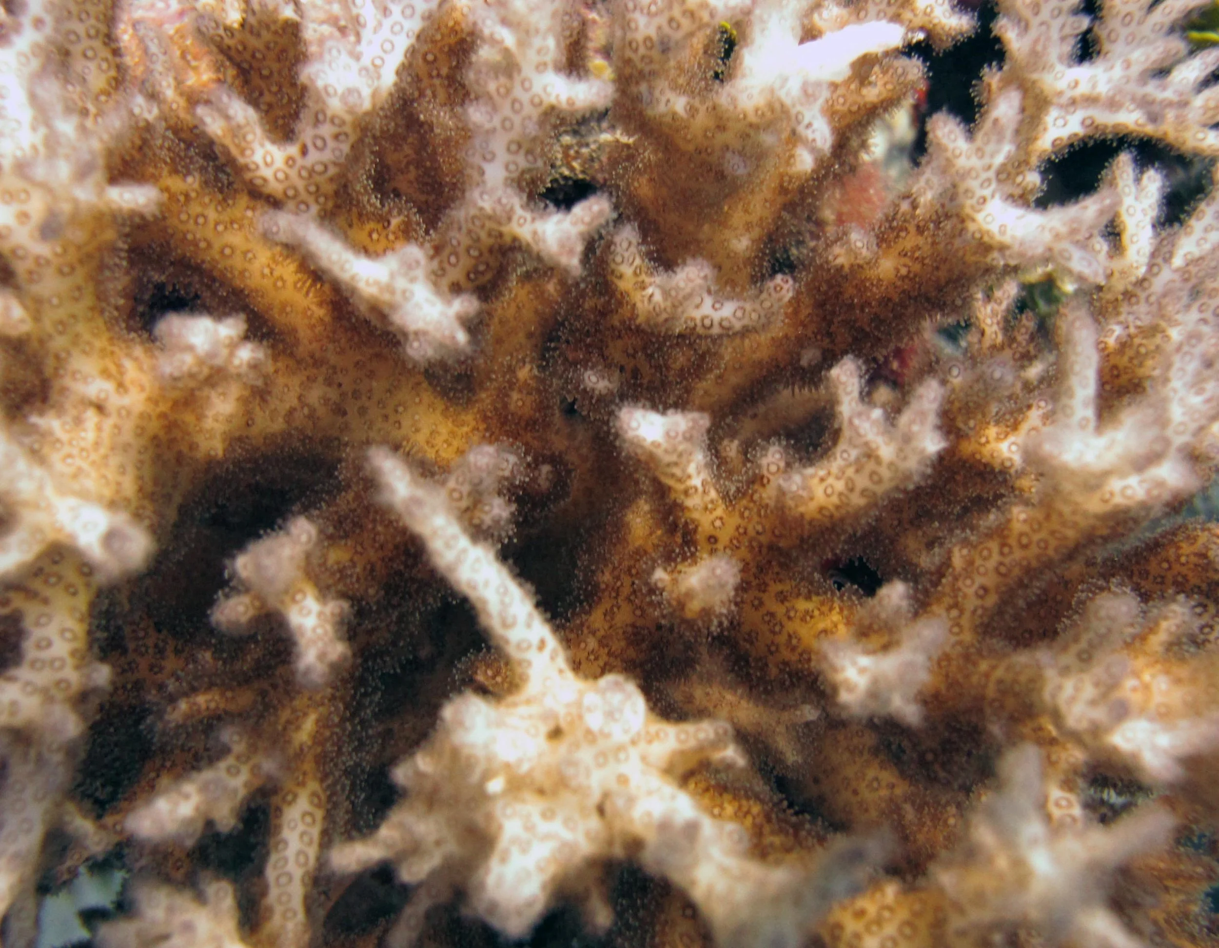 colony 137 macro