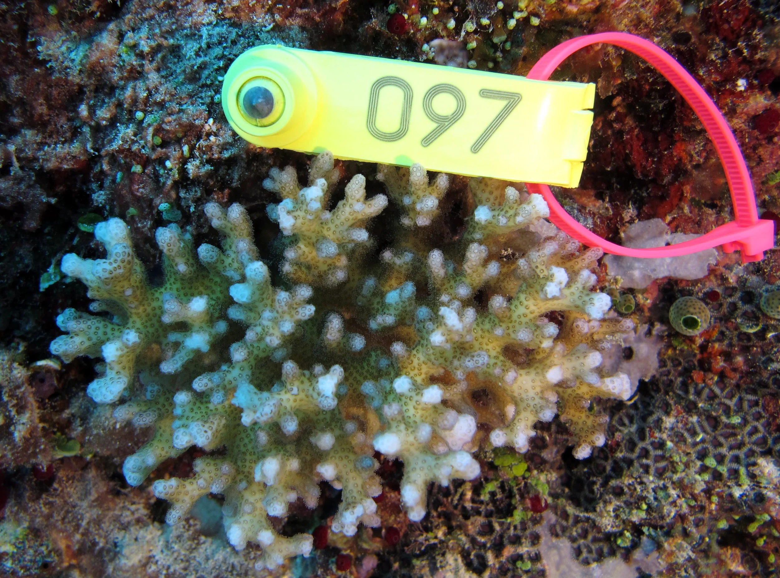colony 149