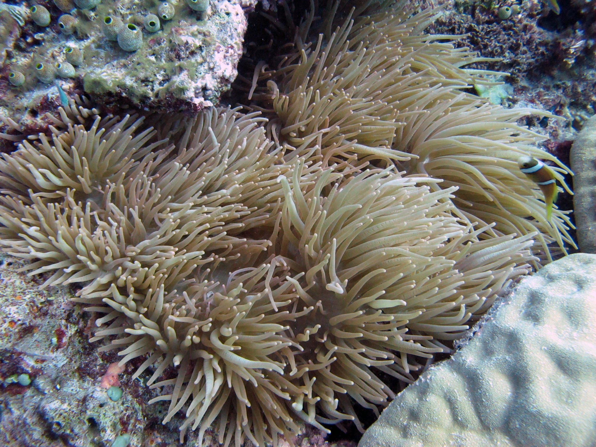 beautiful anemone.jpg