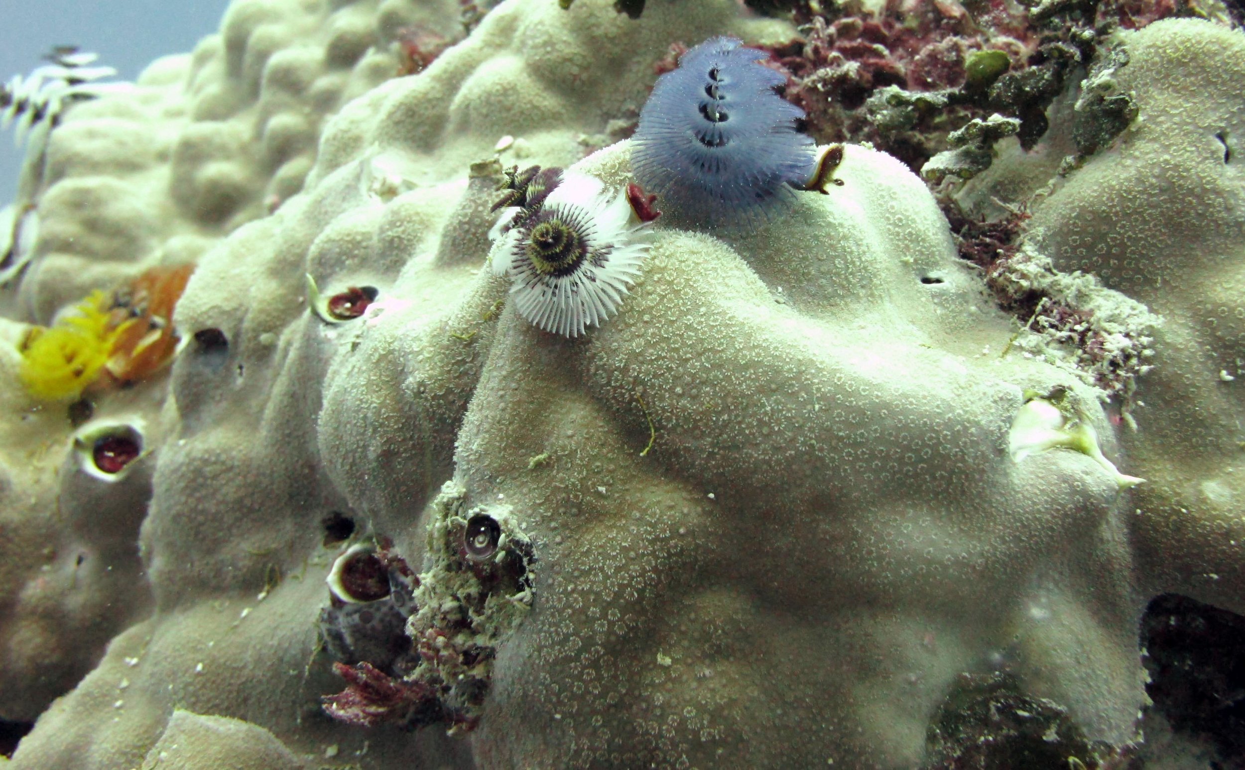 Christmas tree worms on Porites.jpg