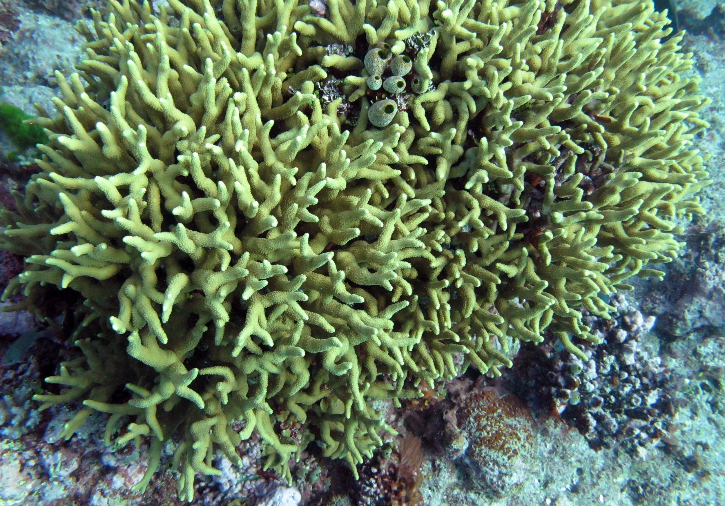weird Porites.jpg