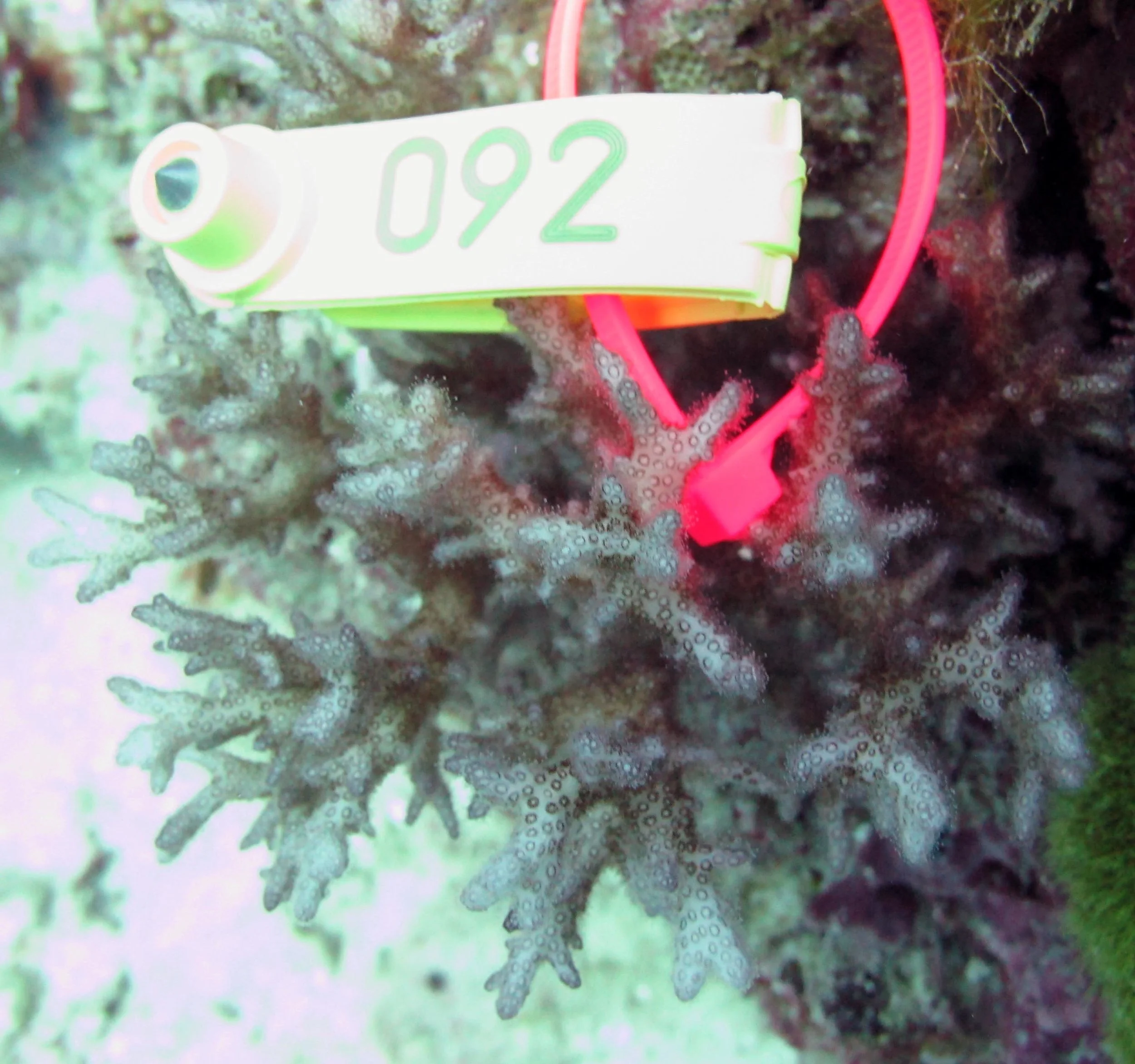 colony 153