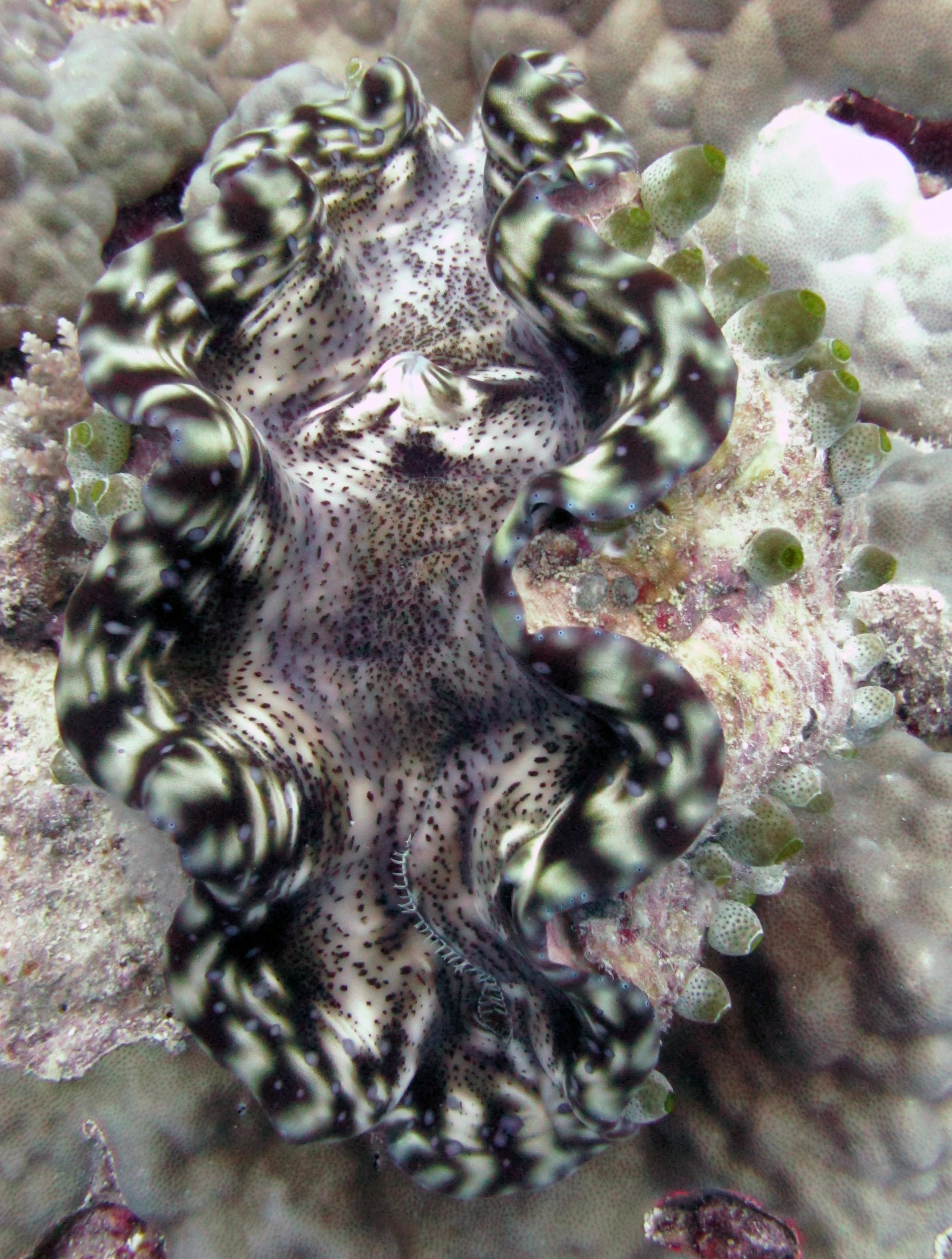 giant clam macro.jpg