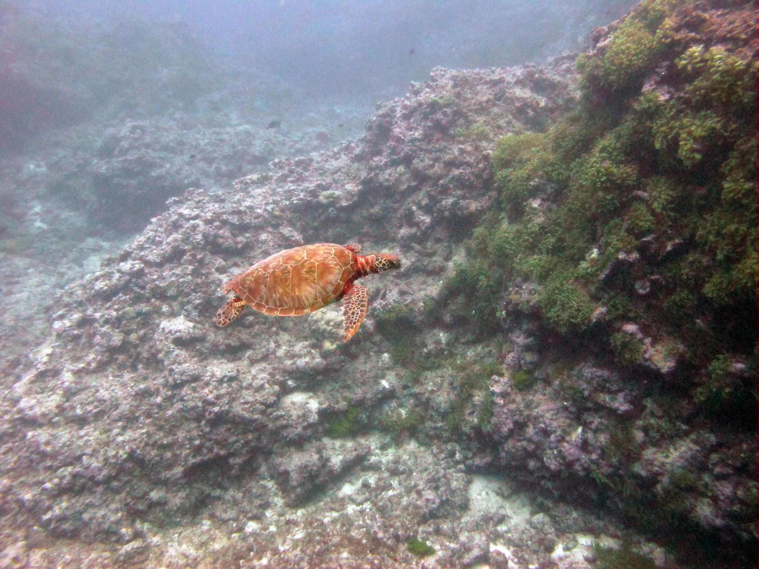 turtle.jpg
