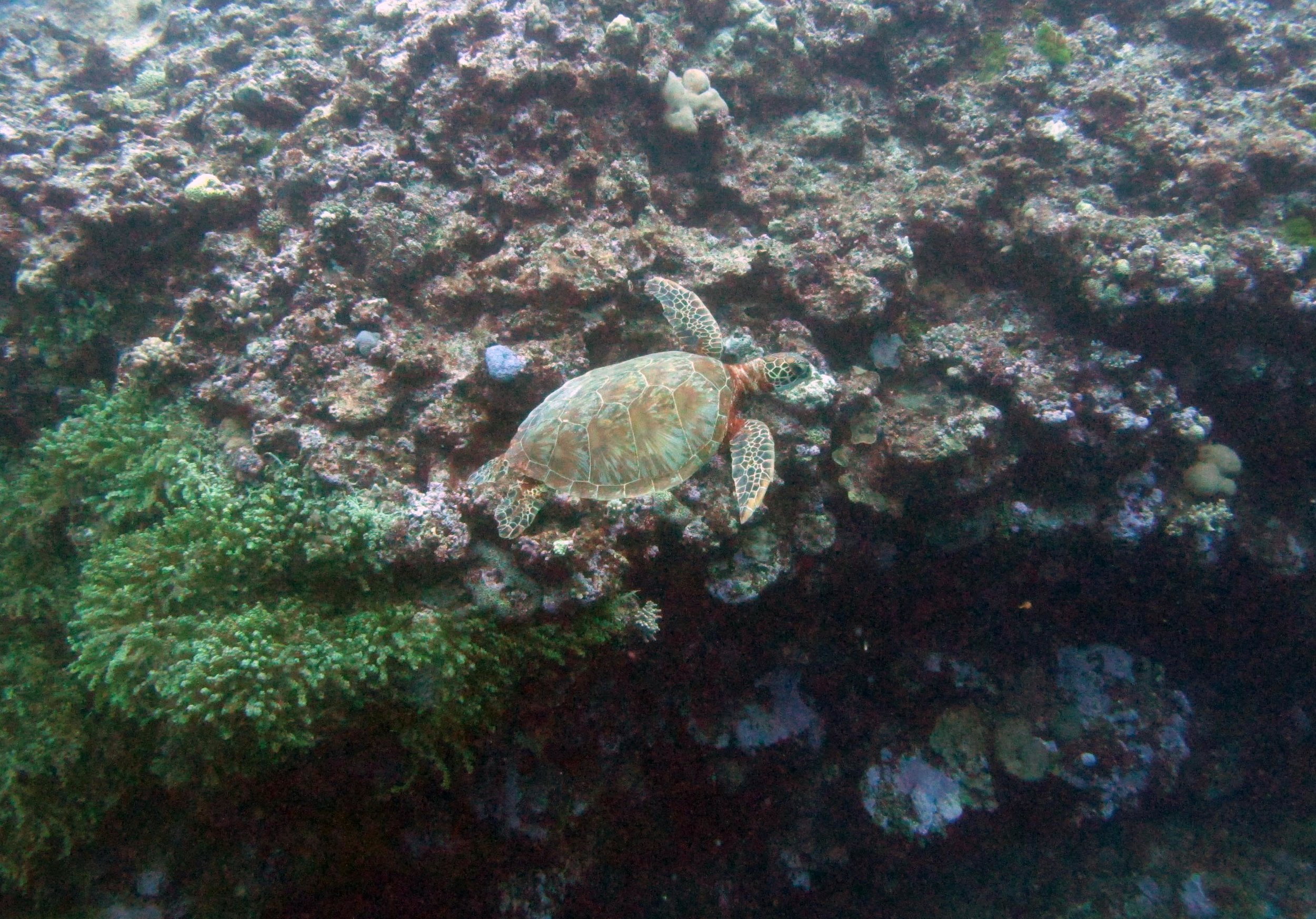 green sea turtle.jpg