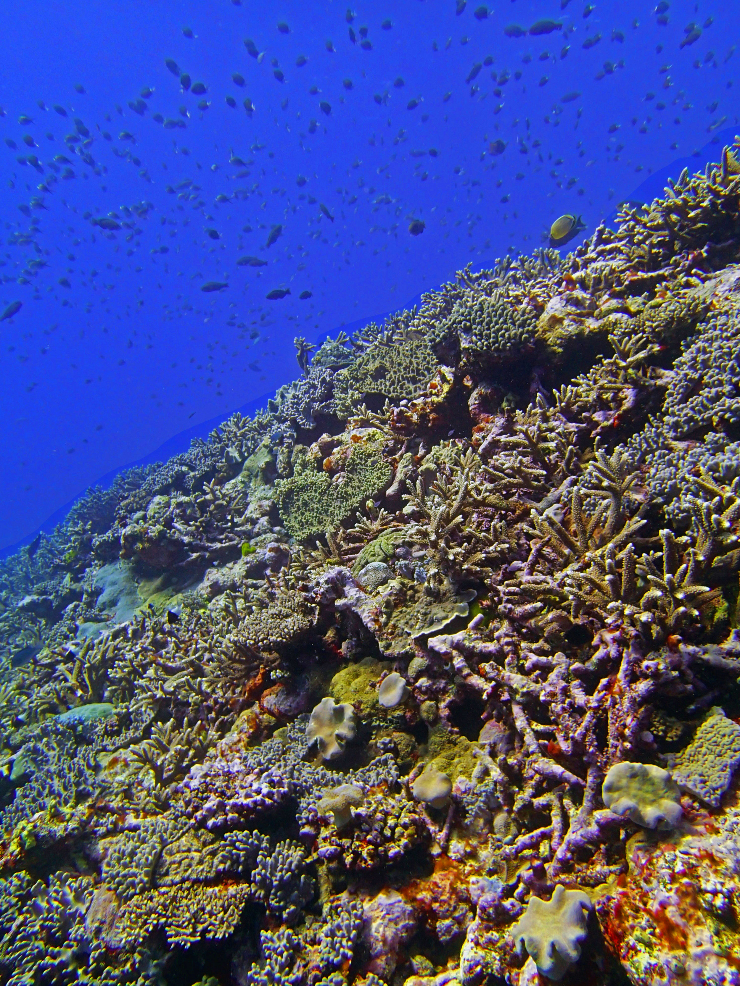 fish over reef.jpg