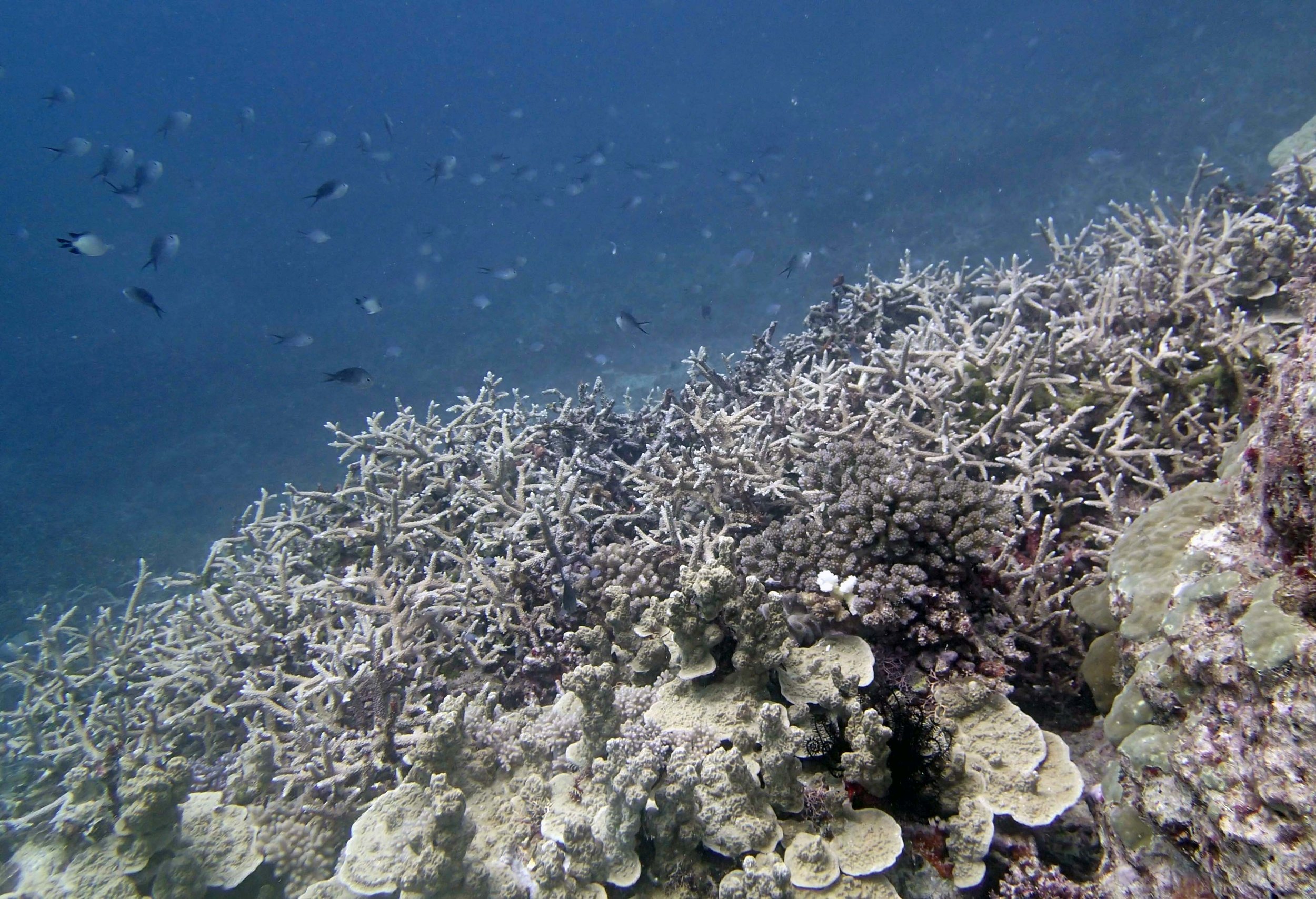 1st dive in Tonga-2.jpg