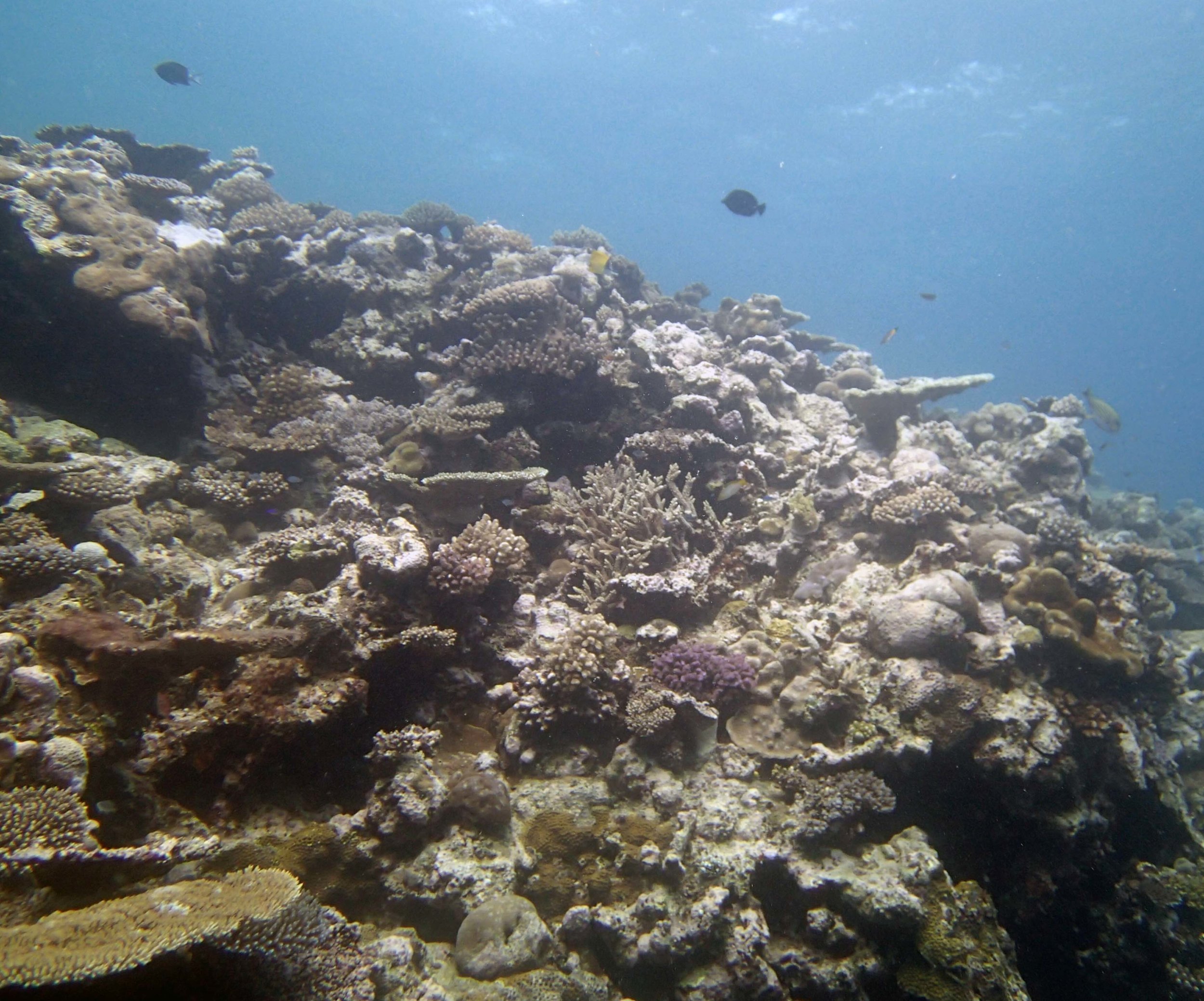 1st dive in Tonga.JPG