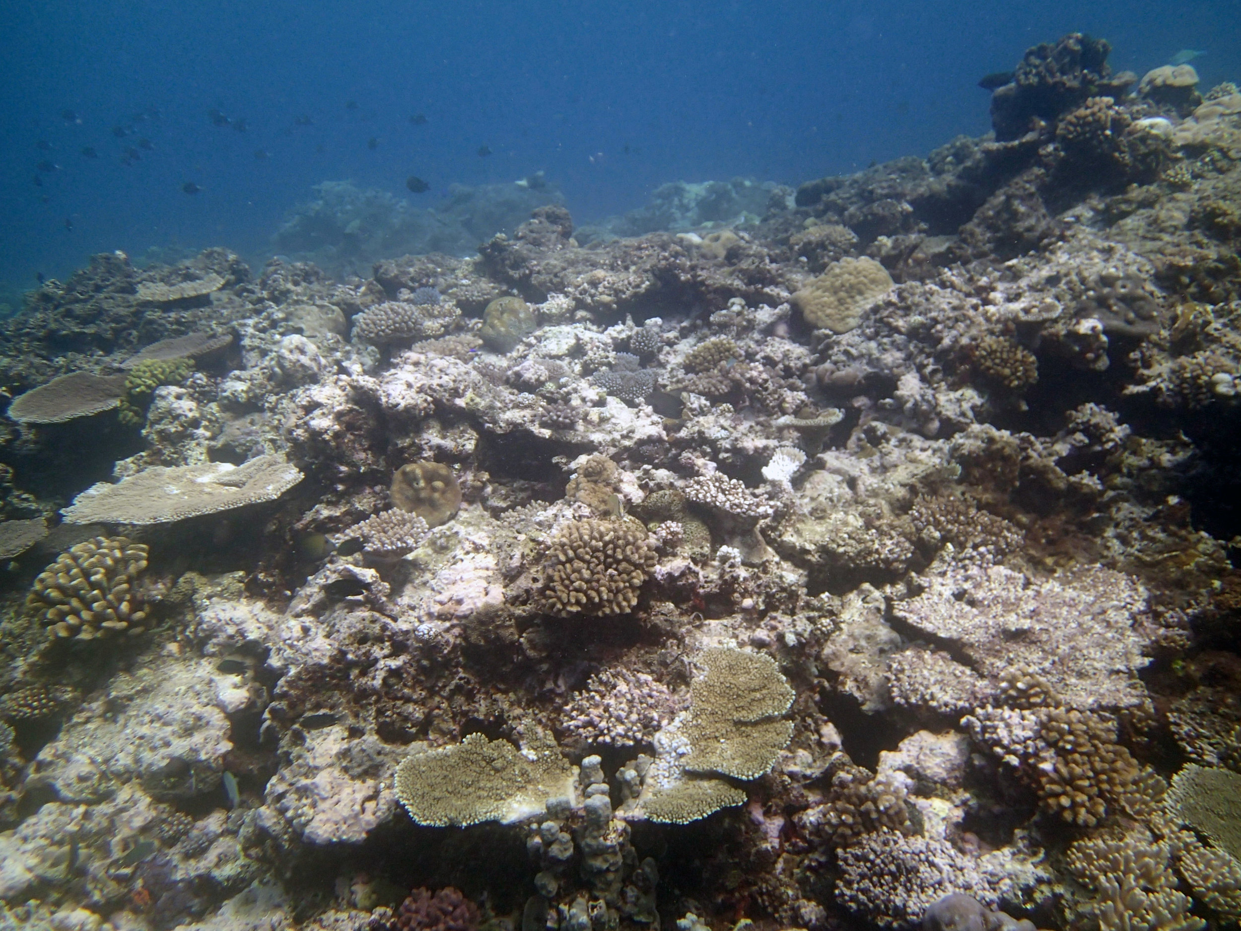 first dive in Tonga.jpg
