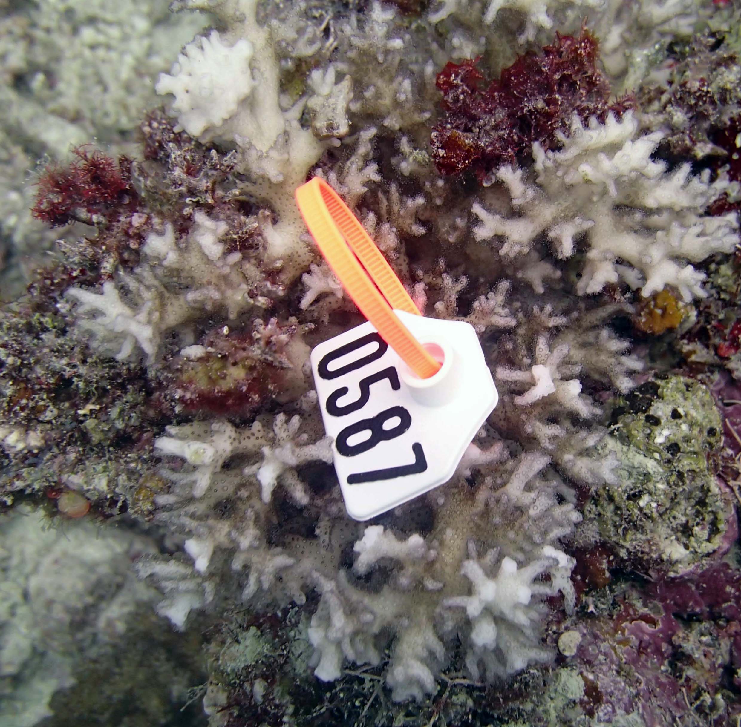 colony 1-Pocillopora acuta