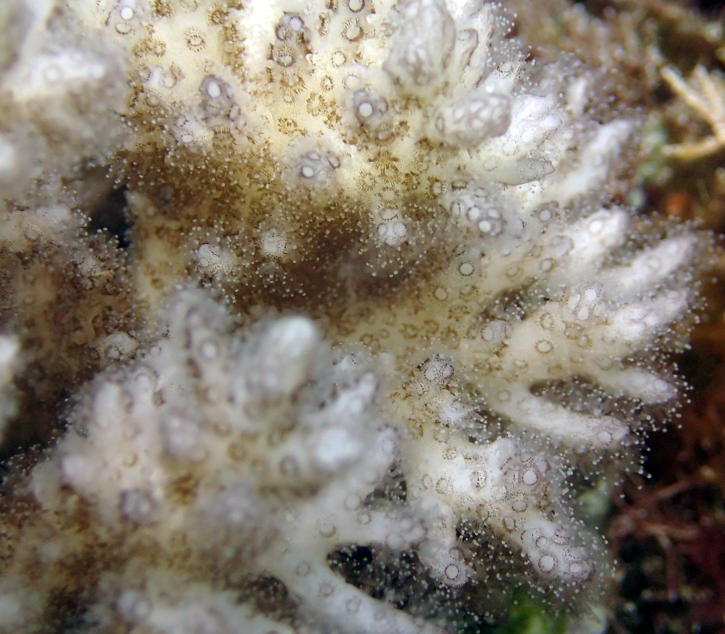 colony 6 macro