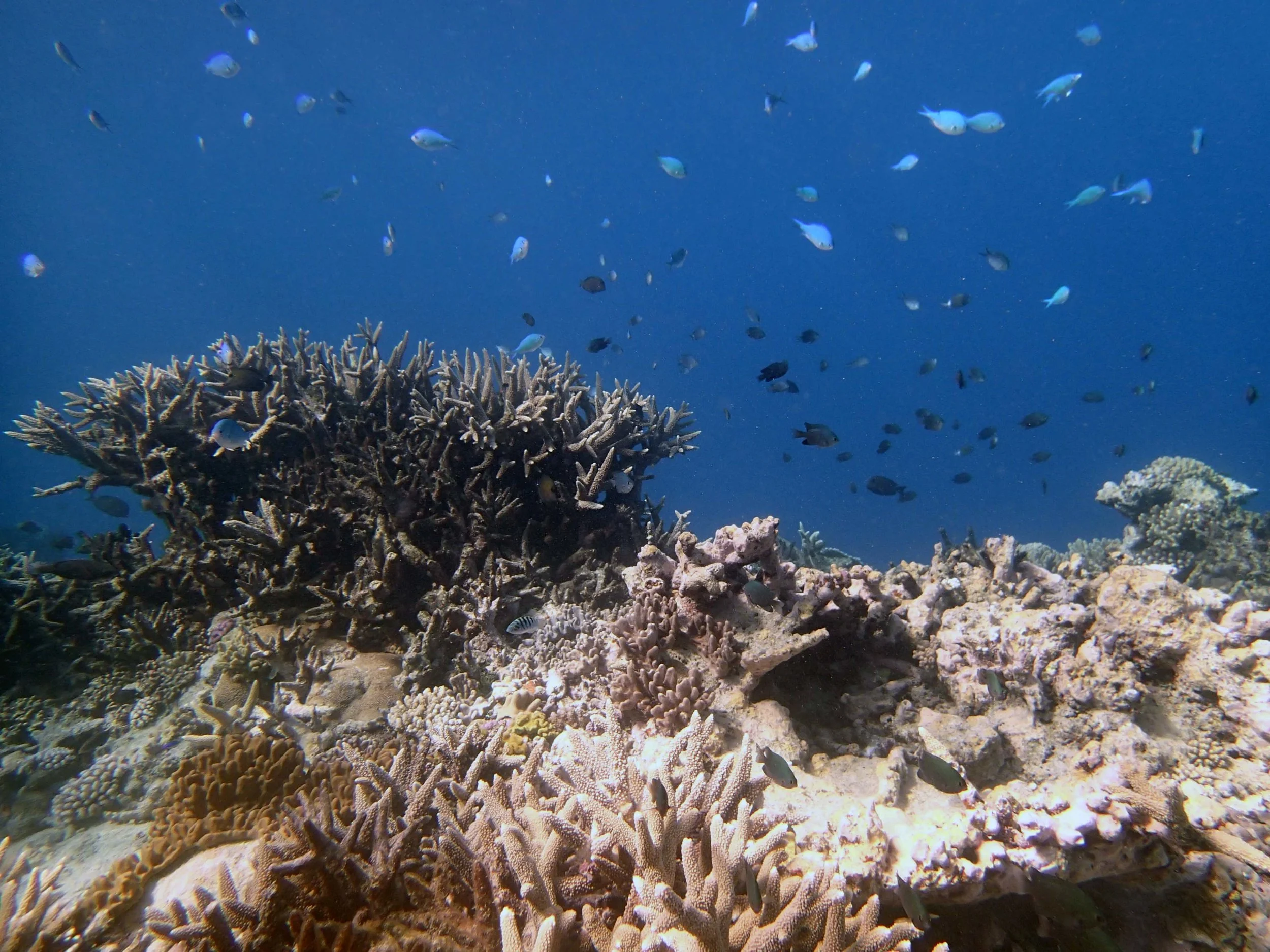 acropora garden.JPG