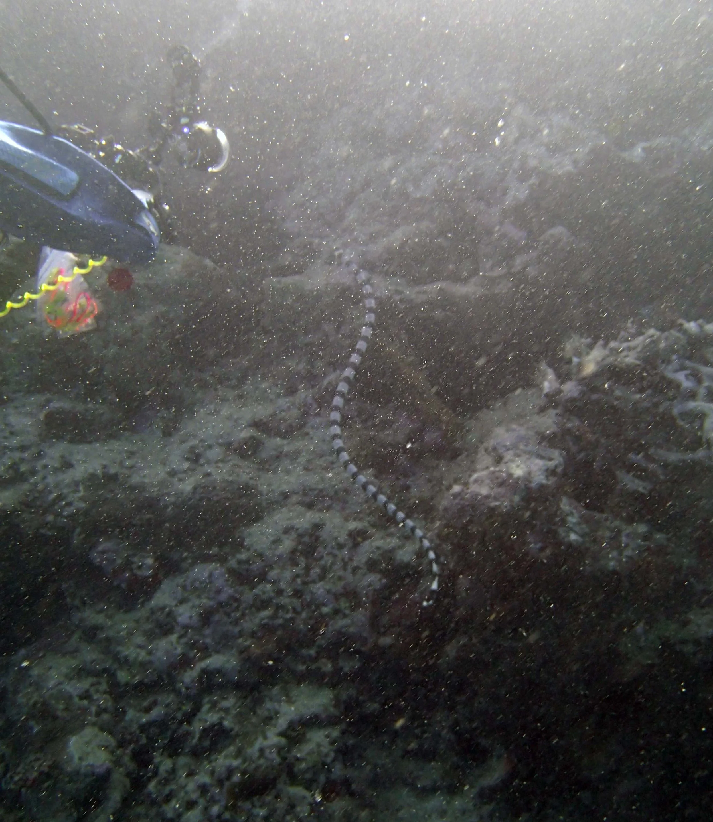 huge sea snake.JPG