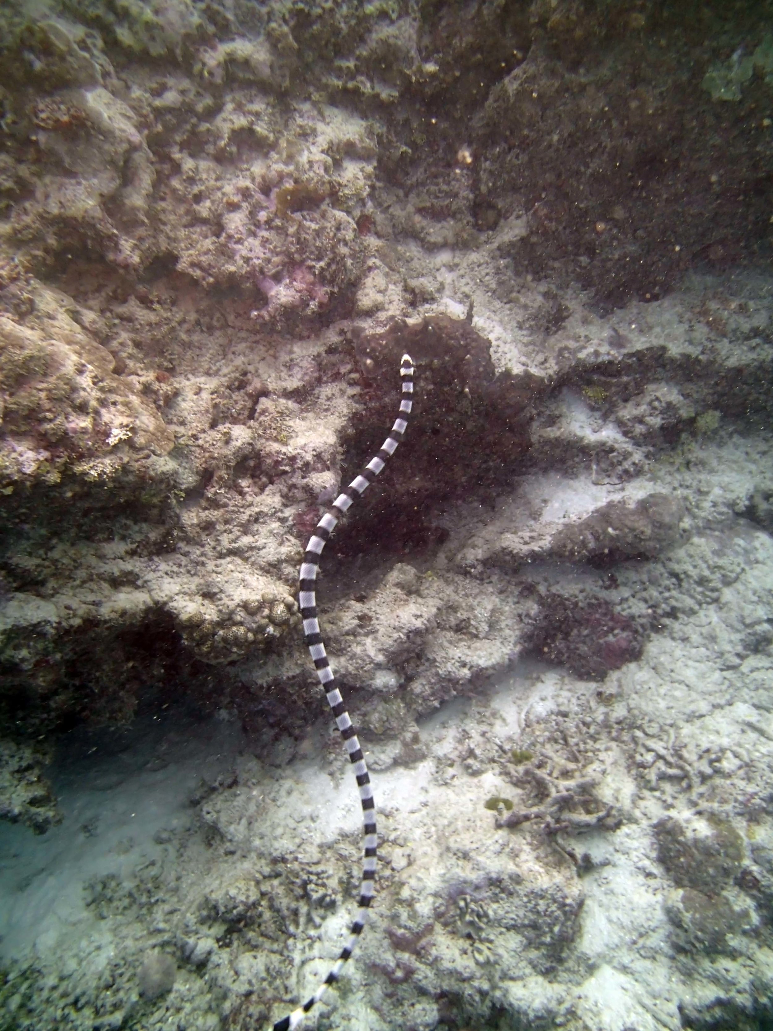 sea snake.JPG