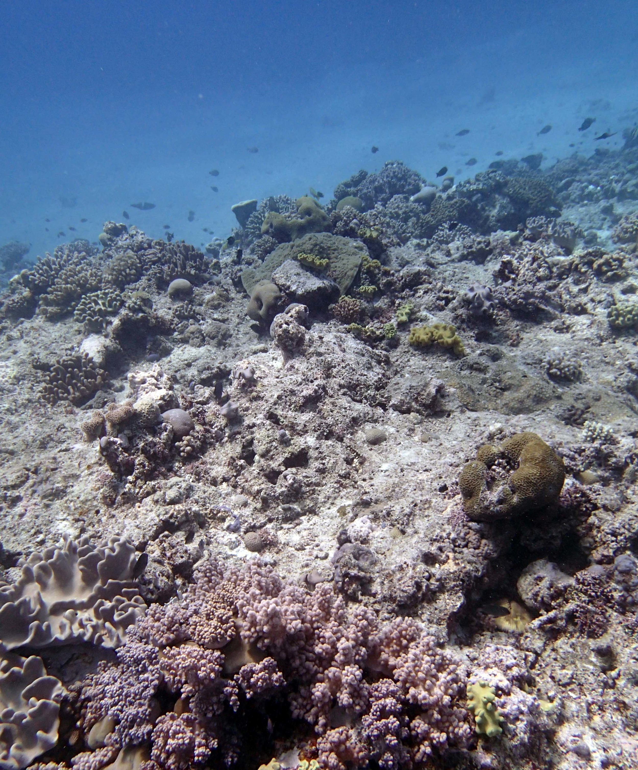 beautiful Tongan reef.JPG