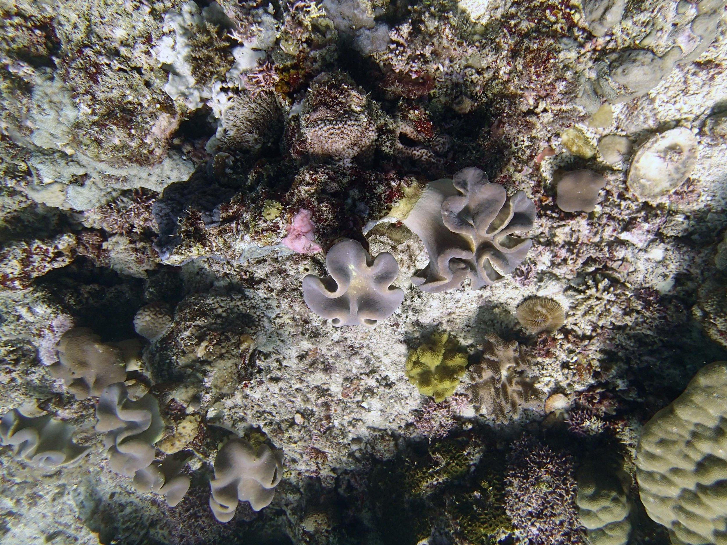 soft corals.JPG