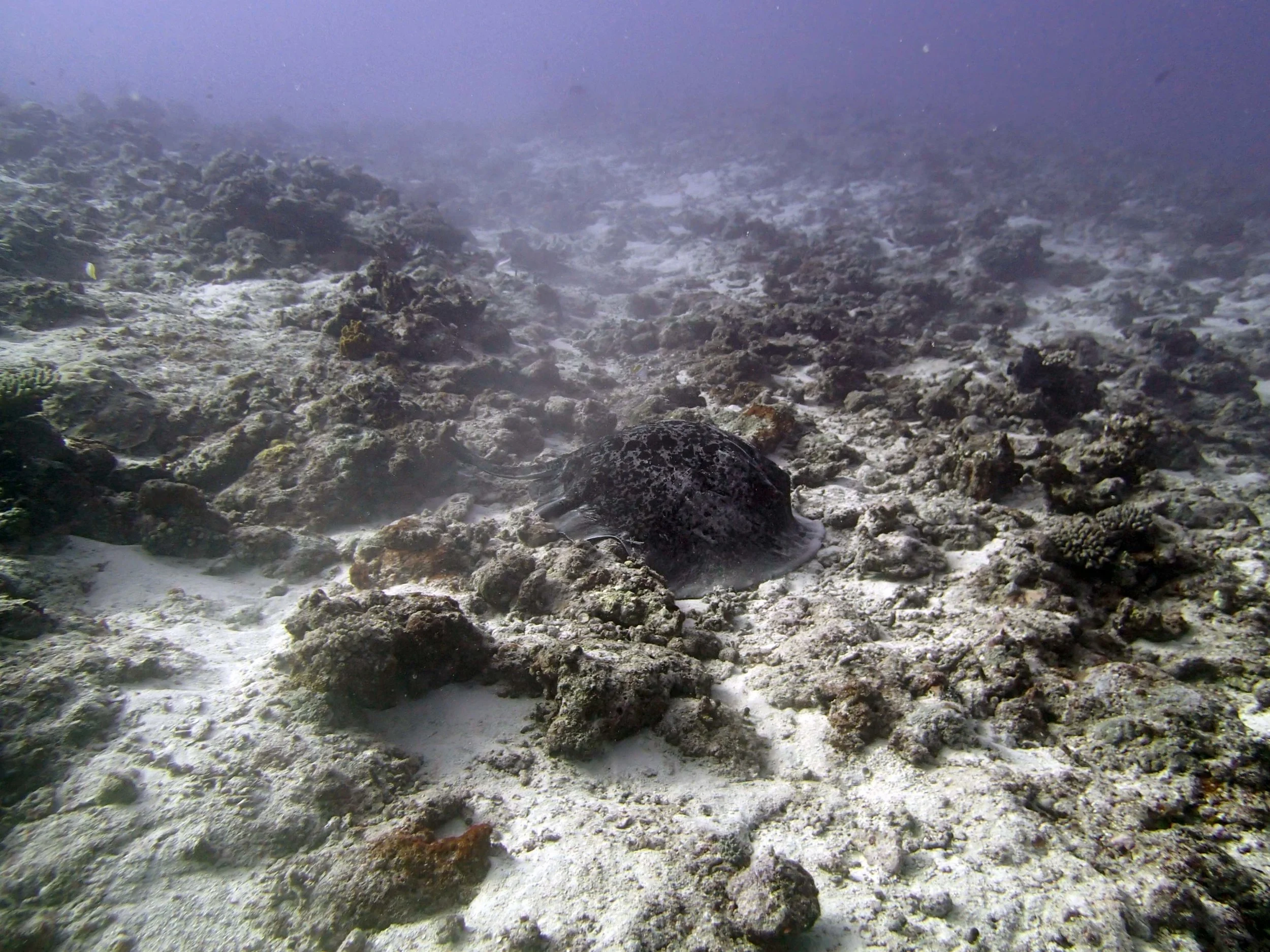 black botched stingray.JPG