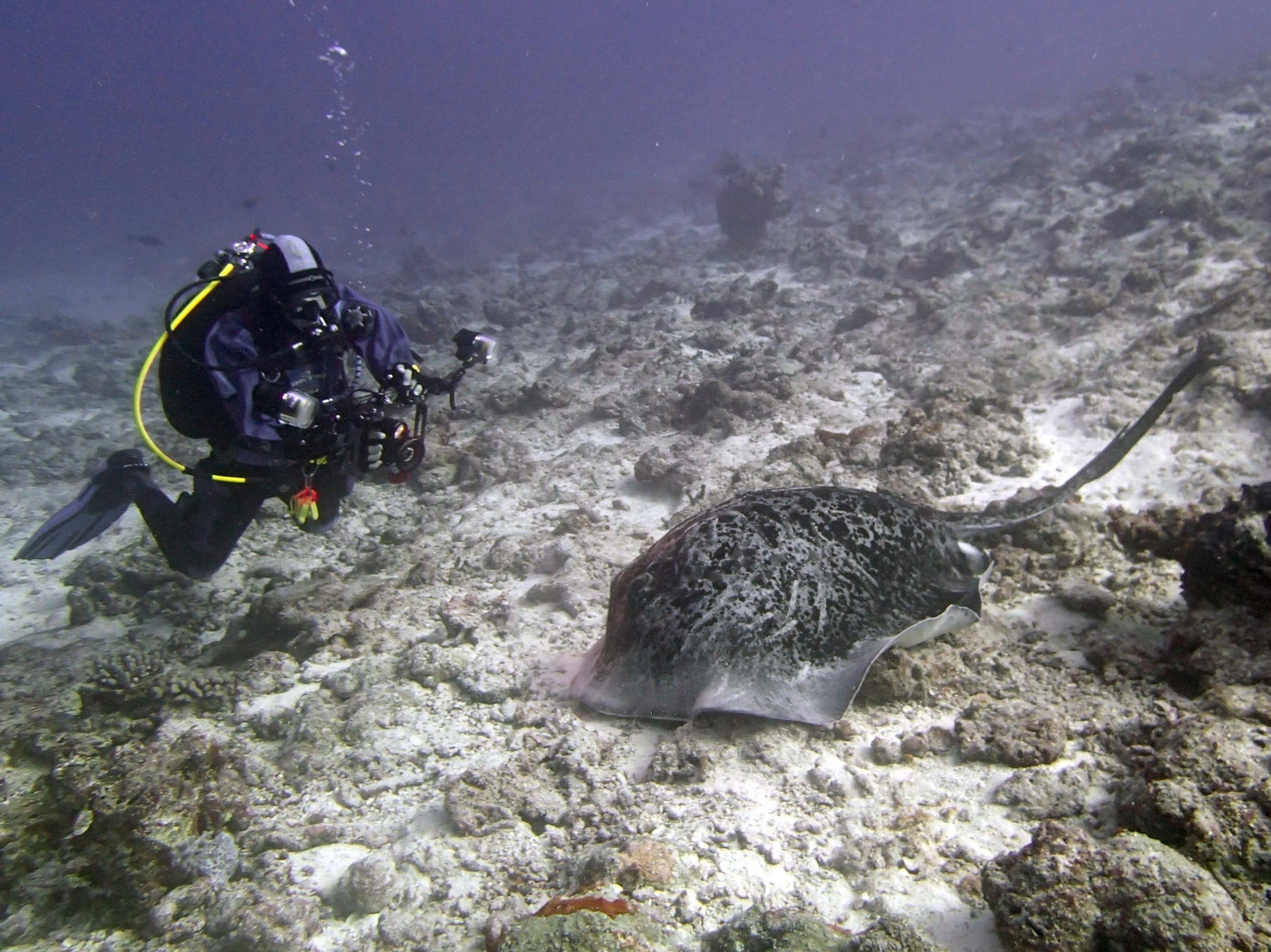 Joao and stingray 2.JPG