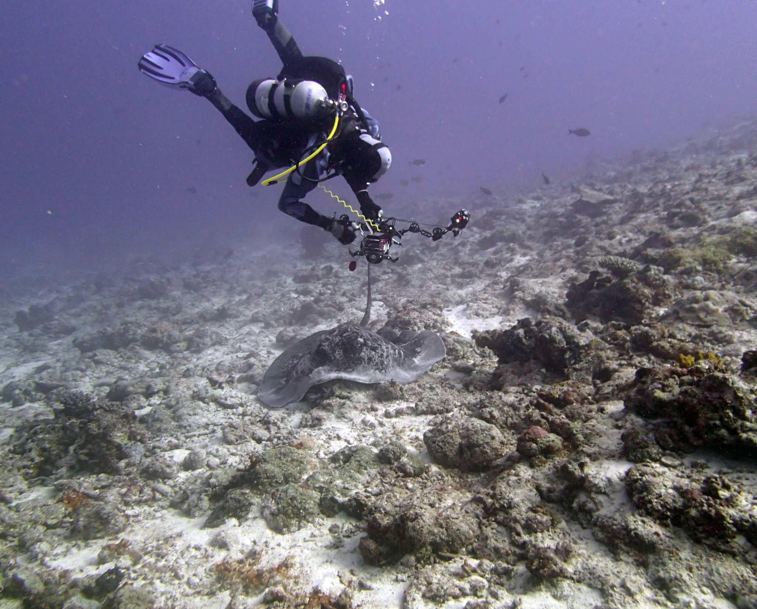 Joao and stingray 5.JPG
