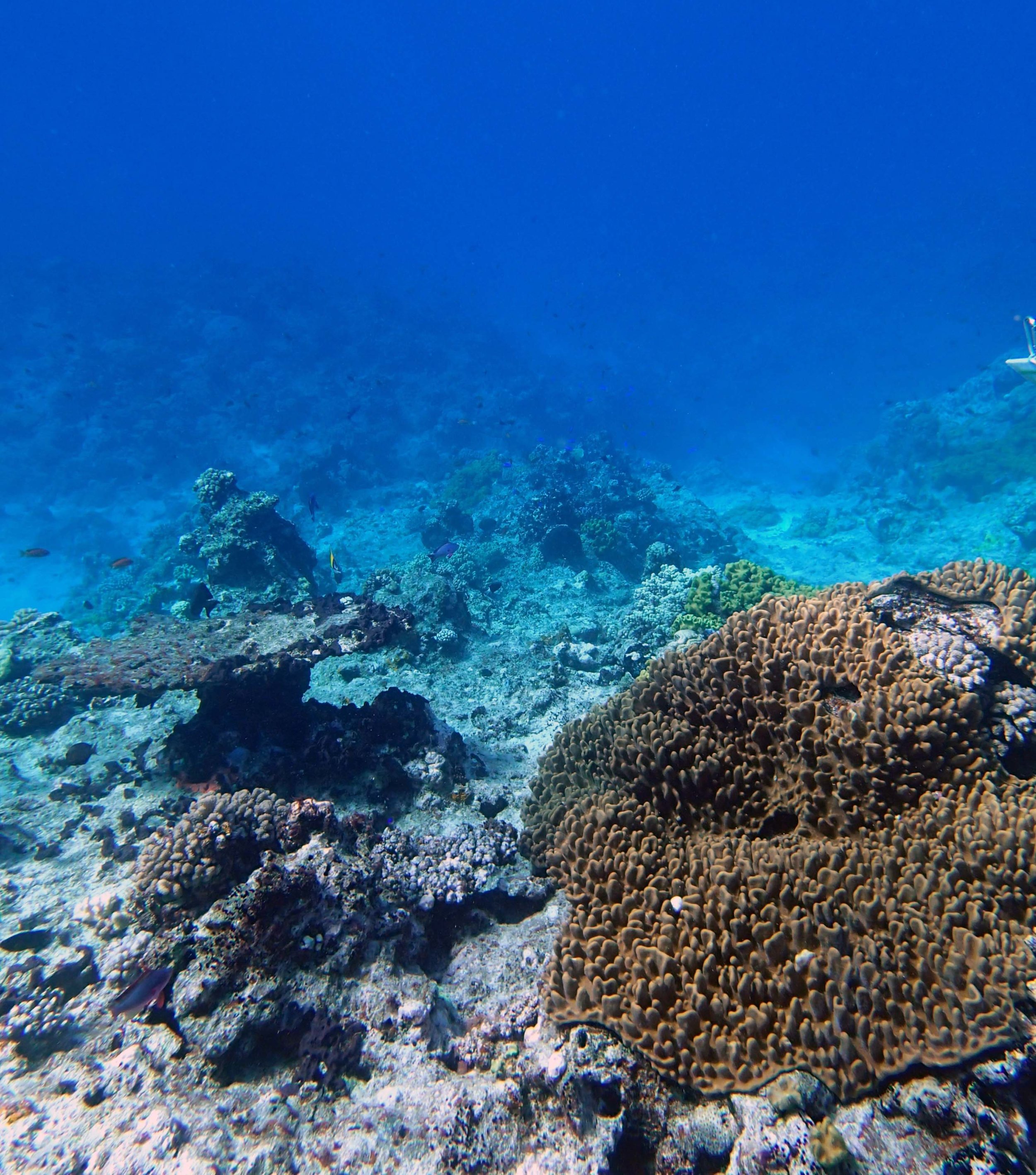 soft coral carpet.JPG