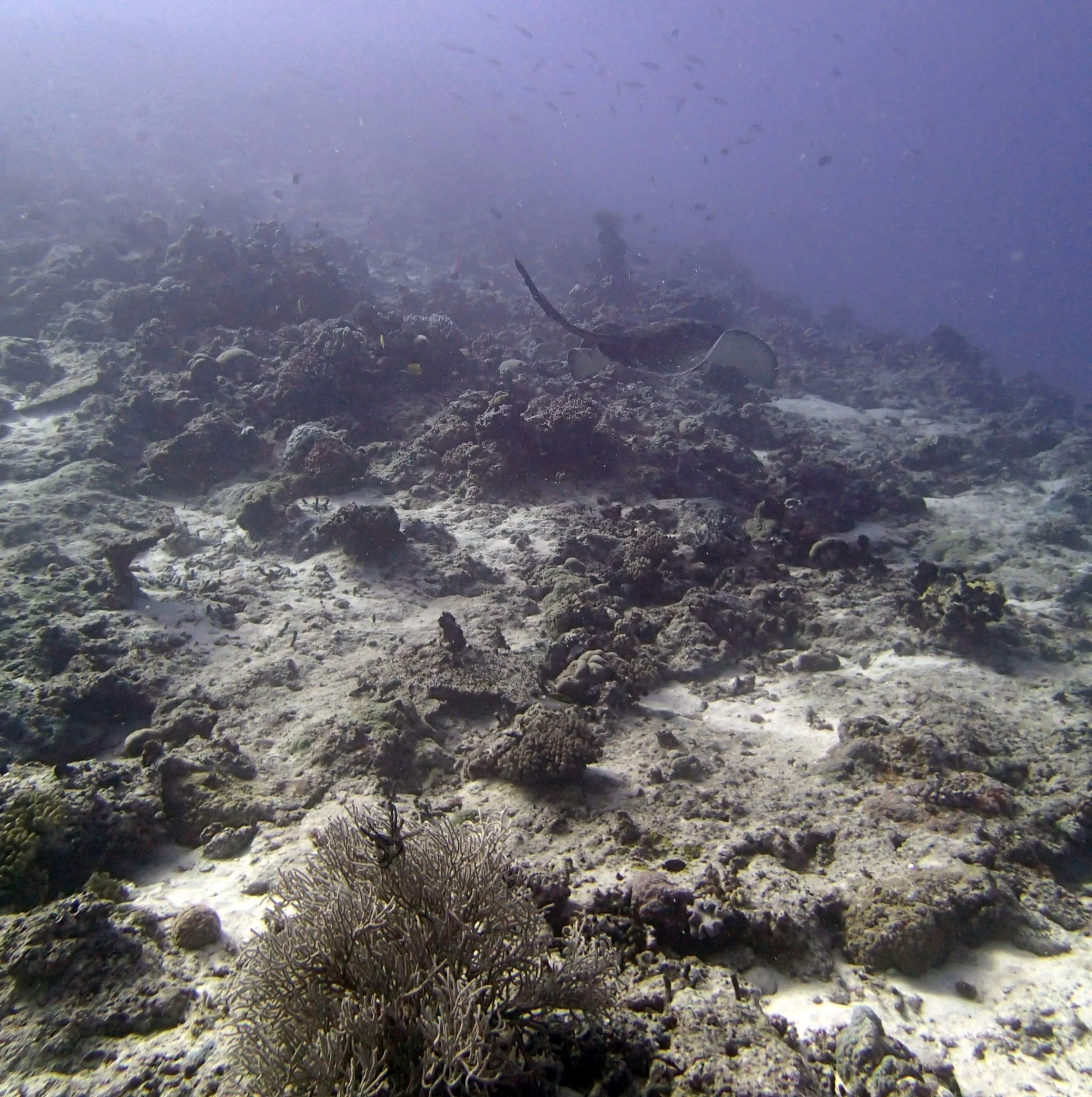 swimming black botched stingray.JPG