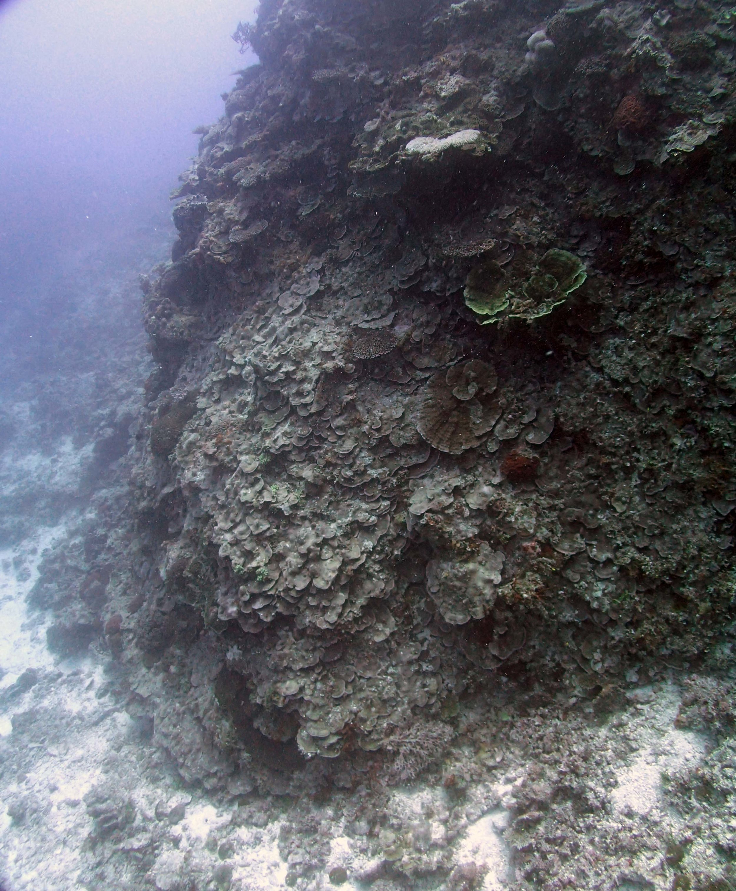 extensive coral growth.JPG