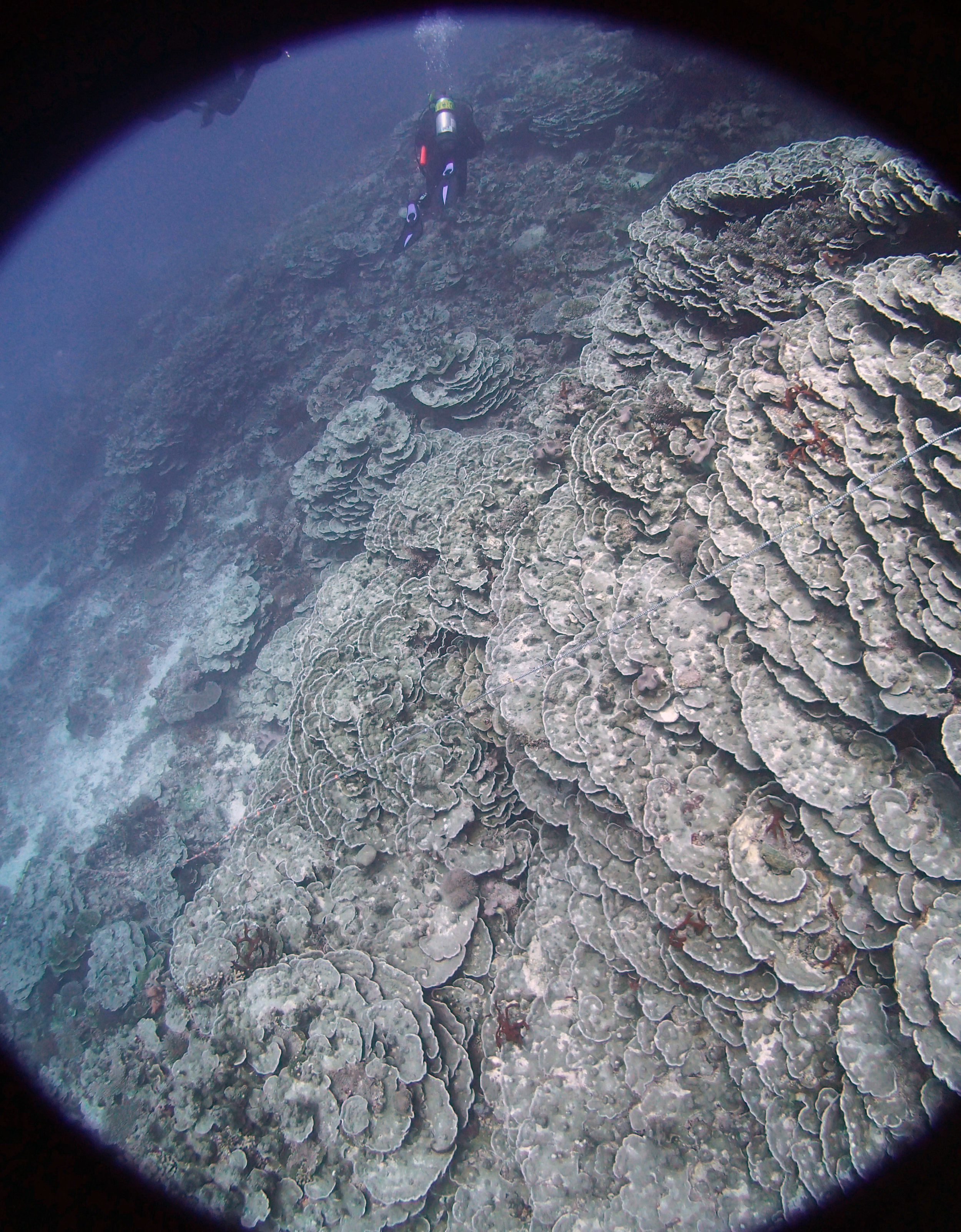 massive plating colony.JPG