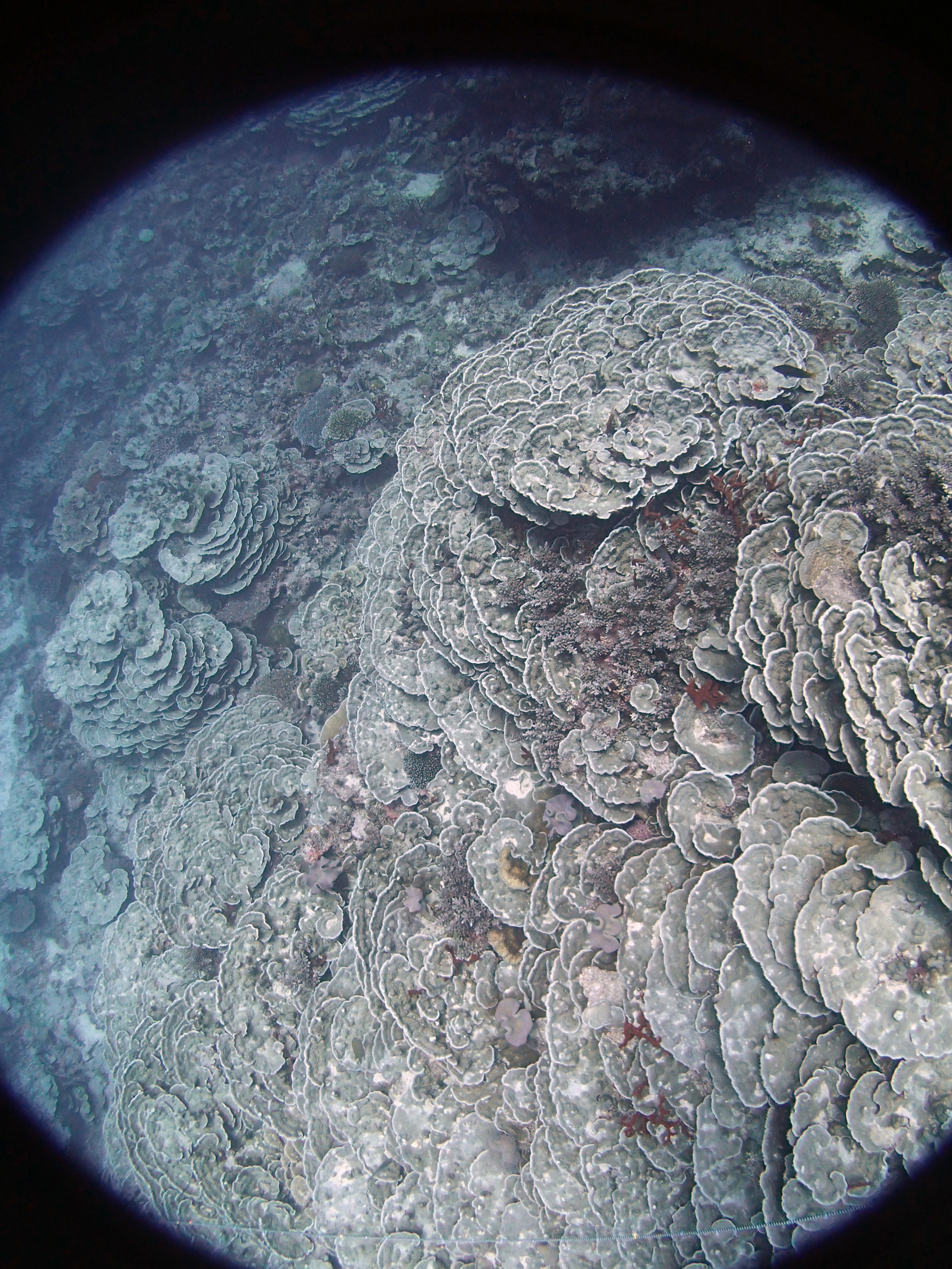 plating coral in deep waters.JPG