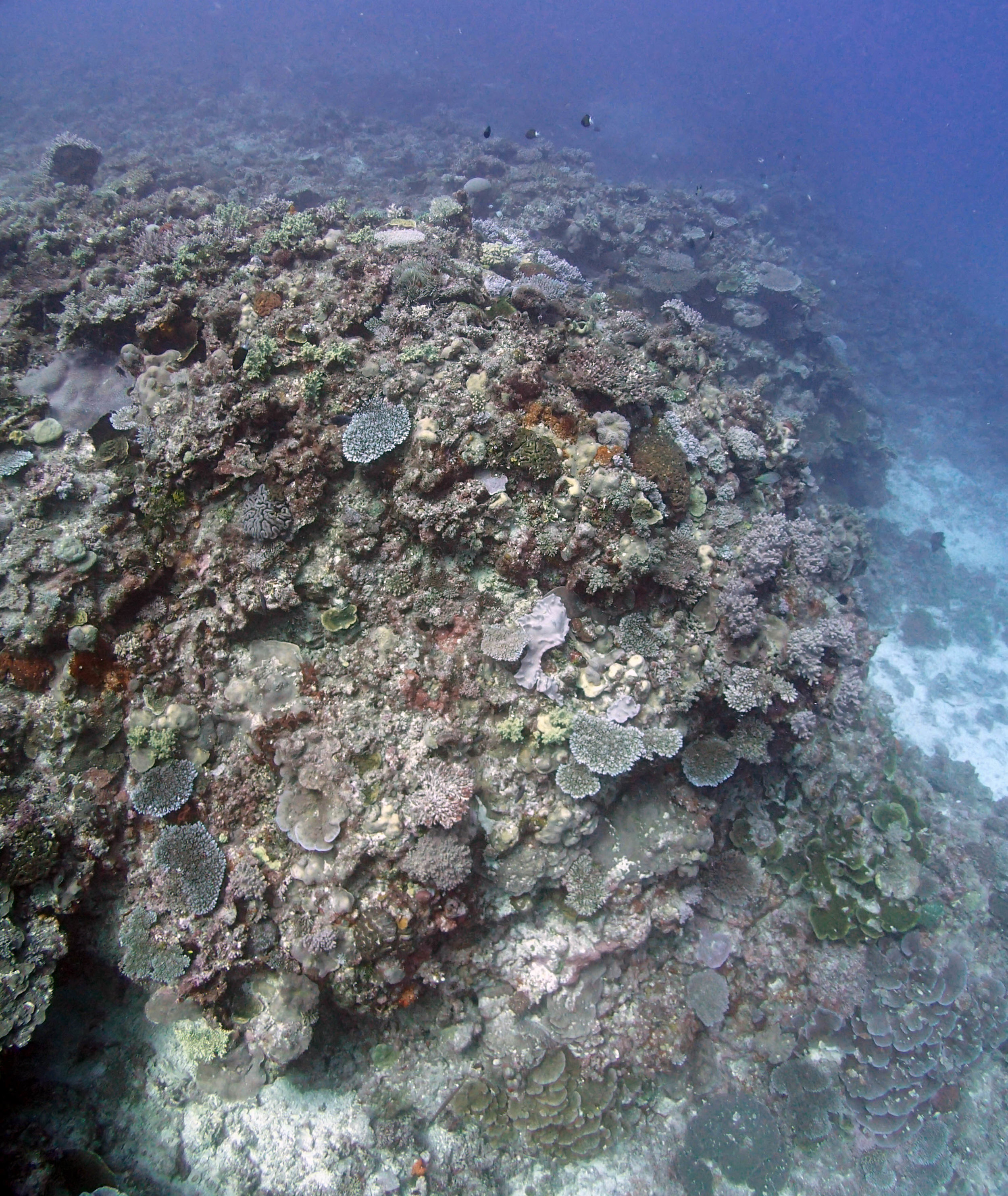 wide angle reef.JPG