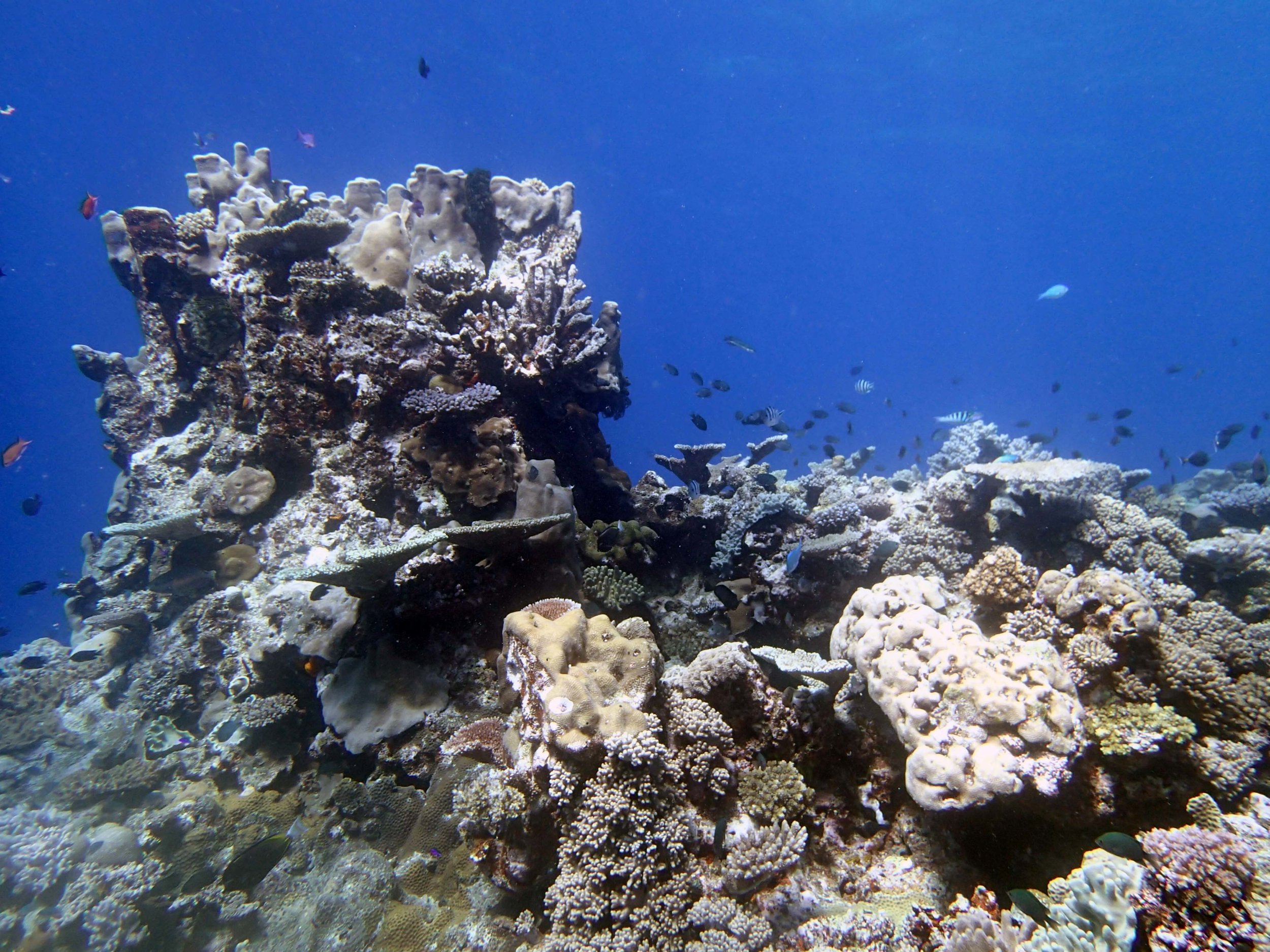 coral pillar.JPG