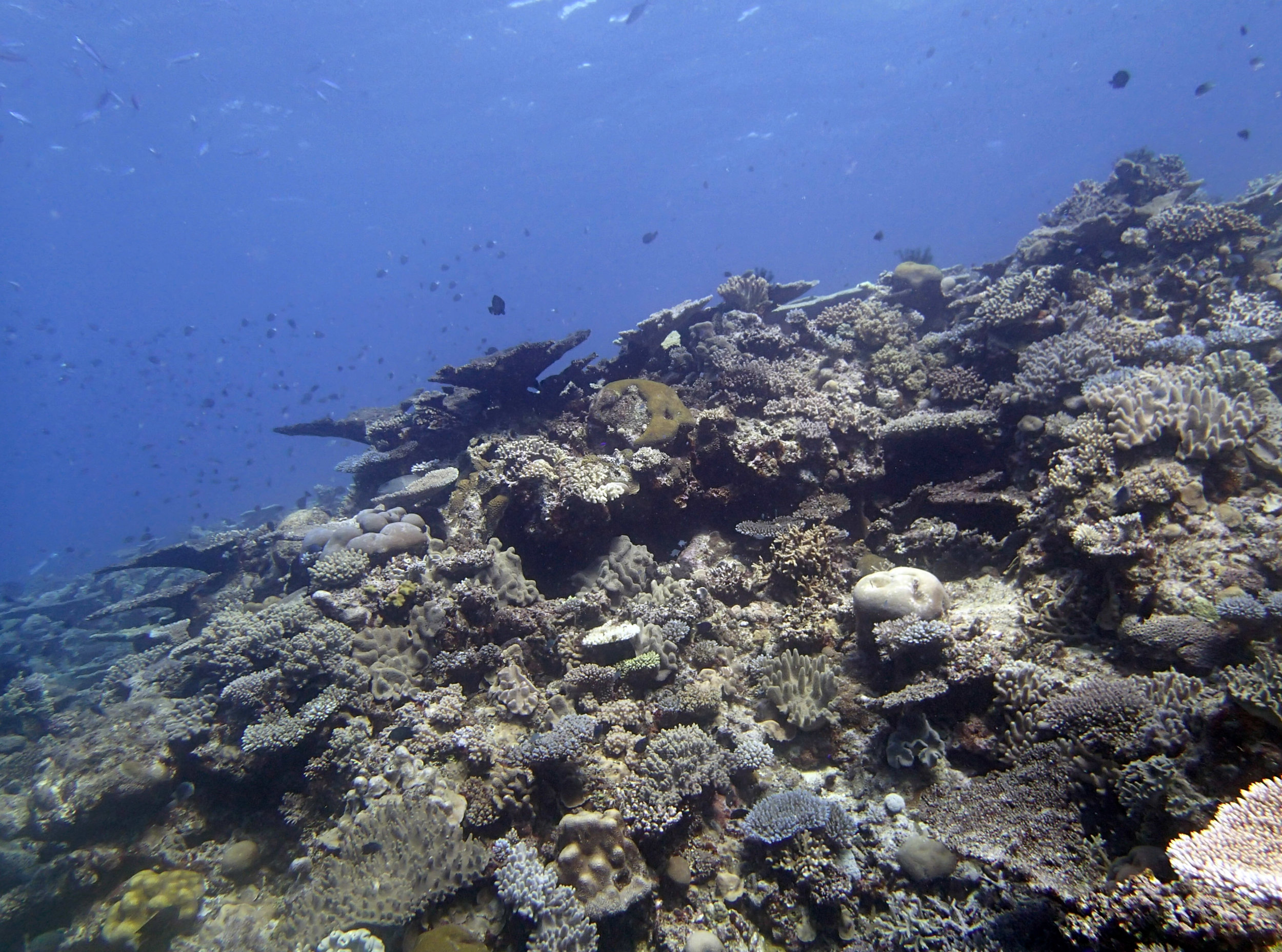 great dive.jpg