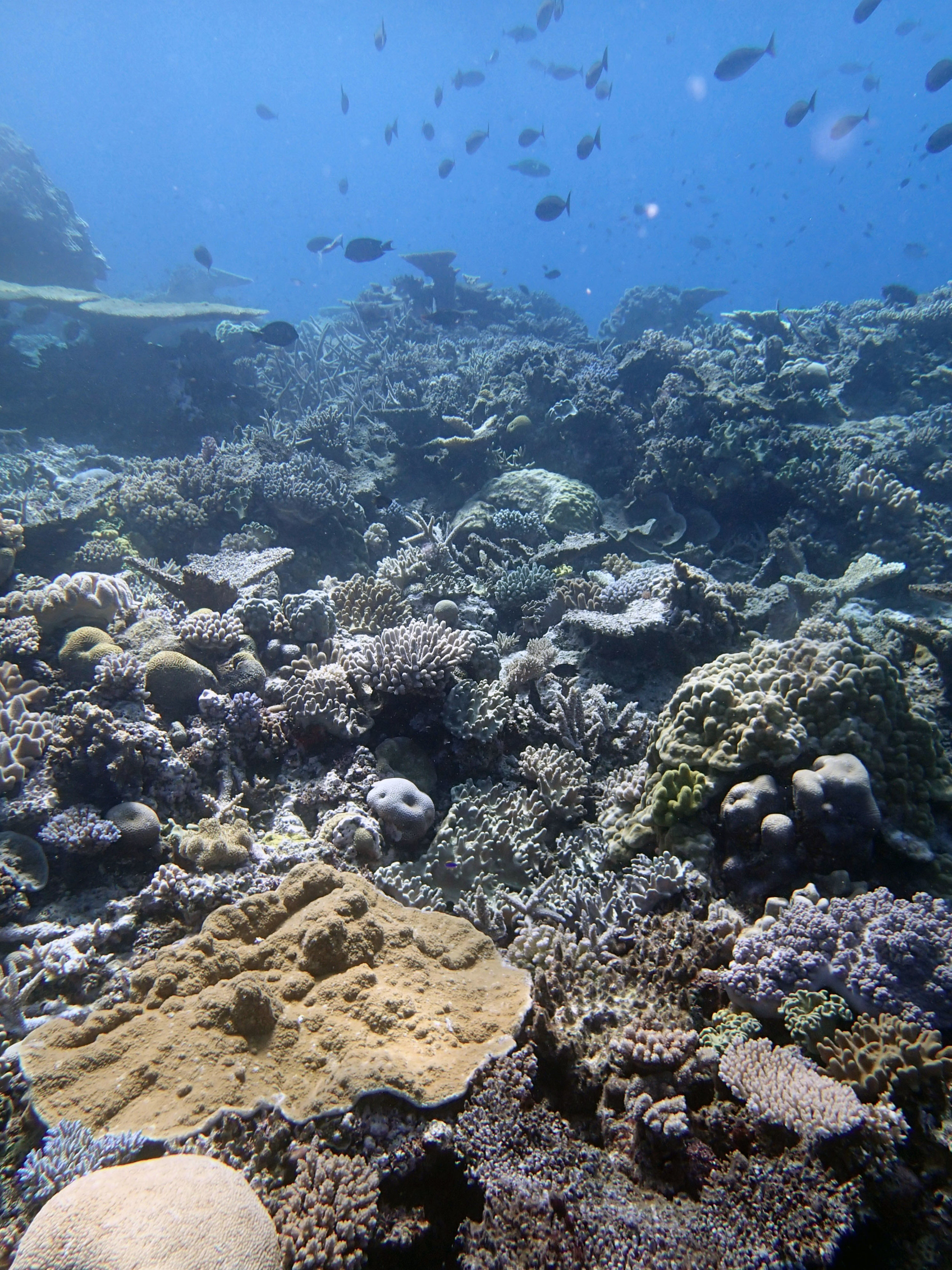 spectacular coral garden.JPG