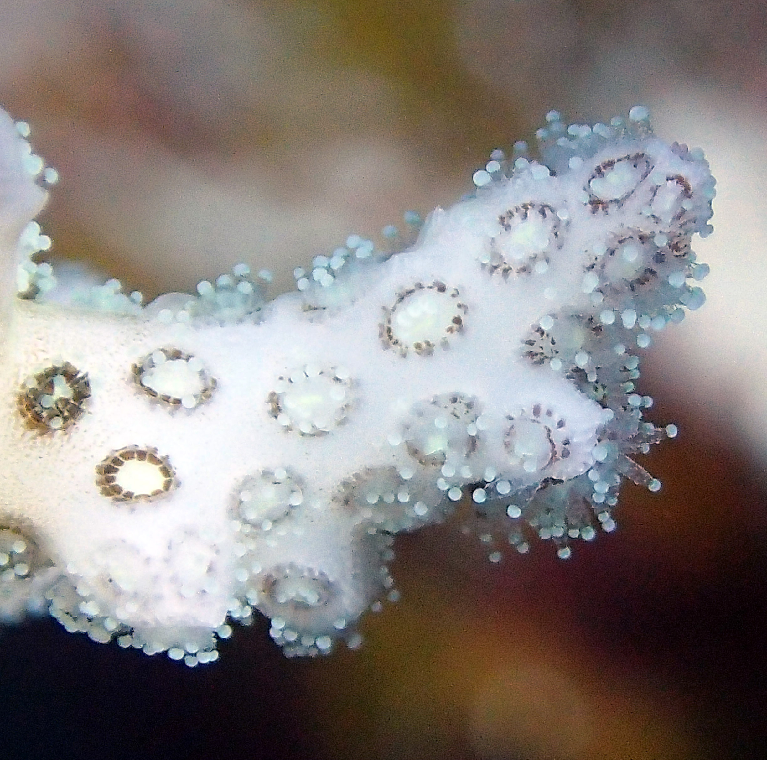 colony 26 macro