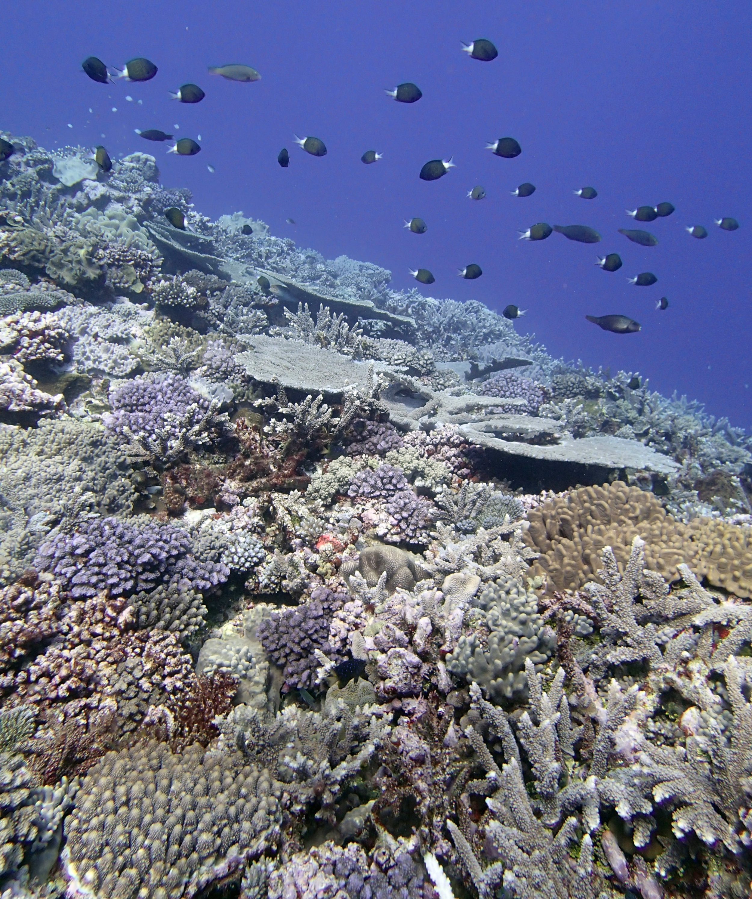 100% coral cover.jpg