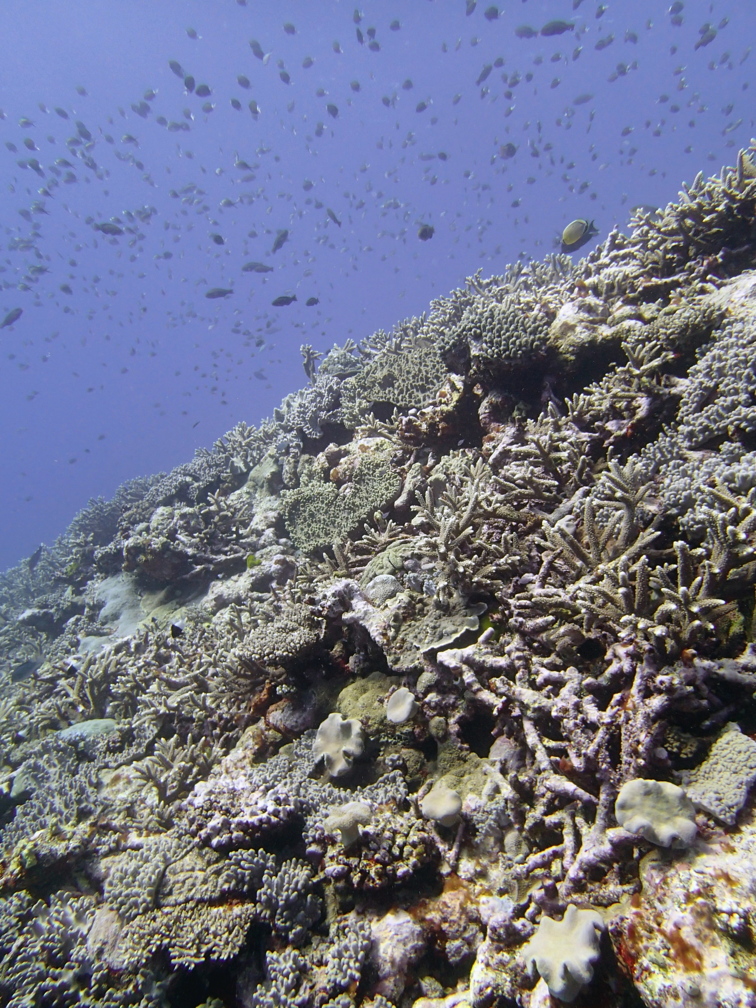 fish over reef.jpg